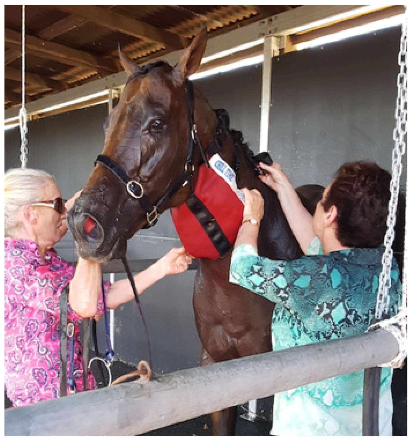 Animals 13 00610 g013 Animals 13 00610 g013