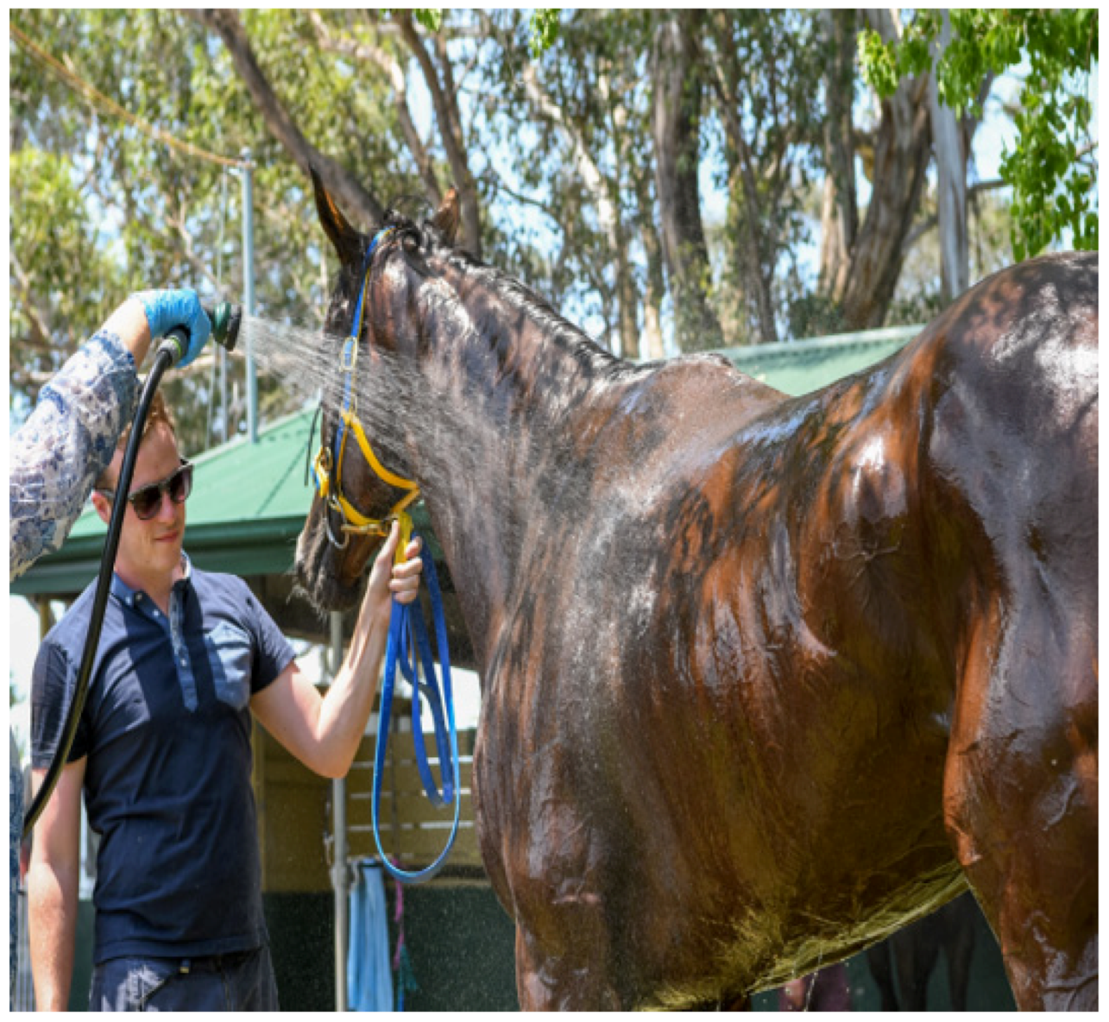 Animals 13 00610 g018 Animals 13 00610 g018