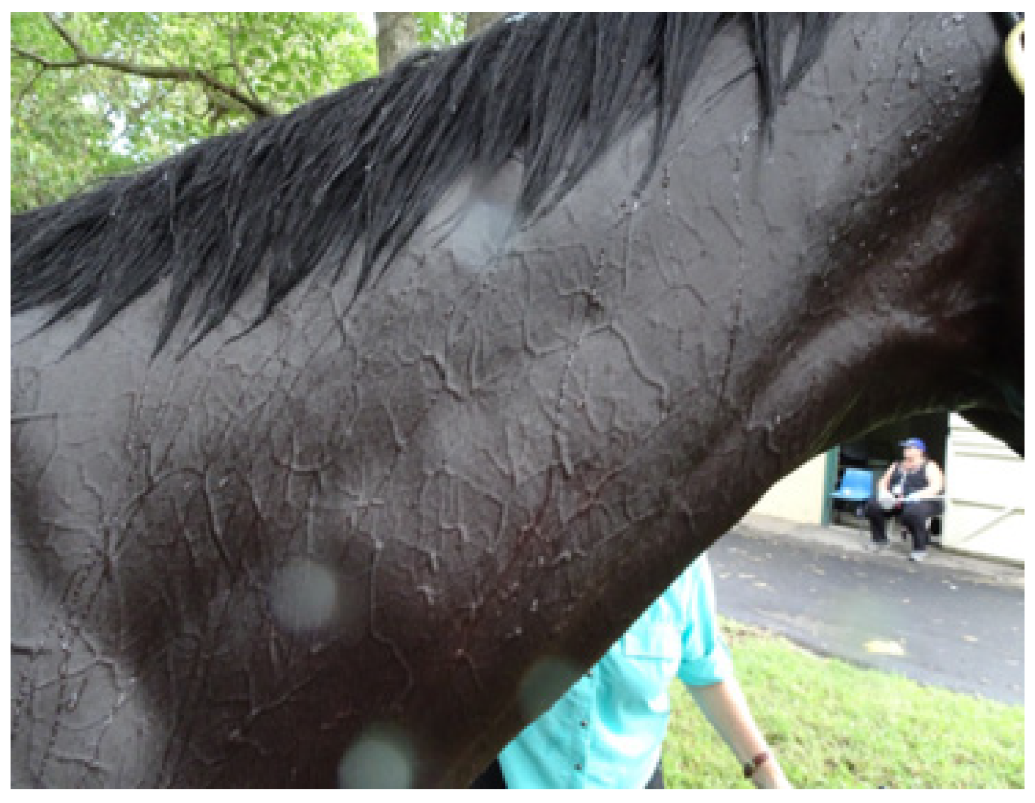 Animals 13 00610 g024 Animals 13 00610 g024