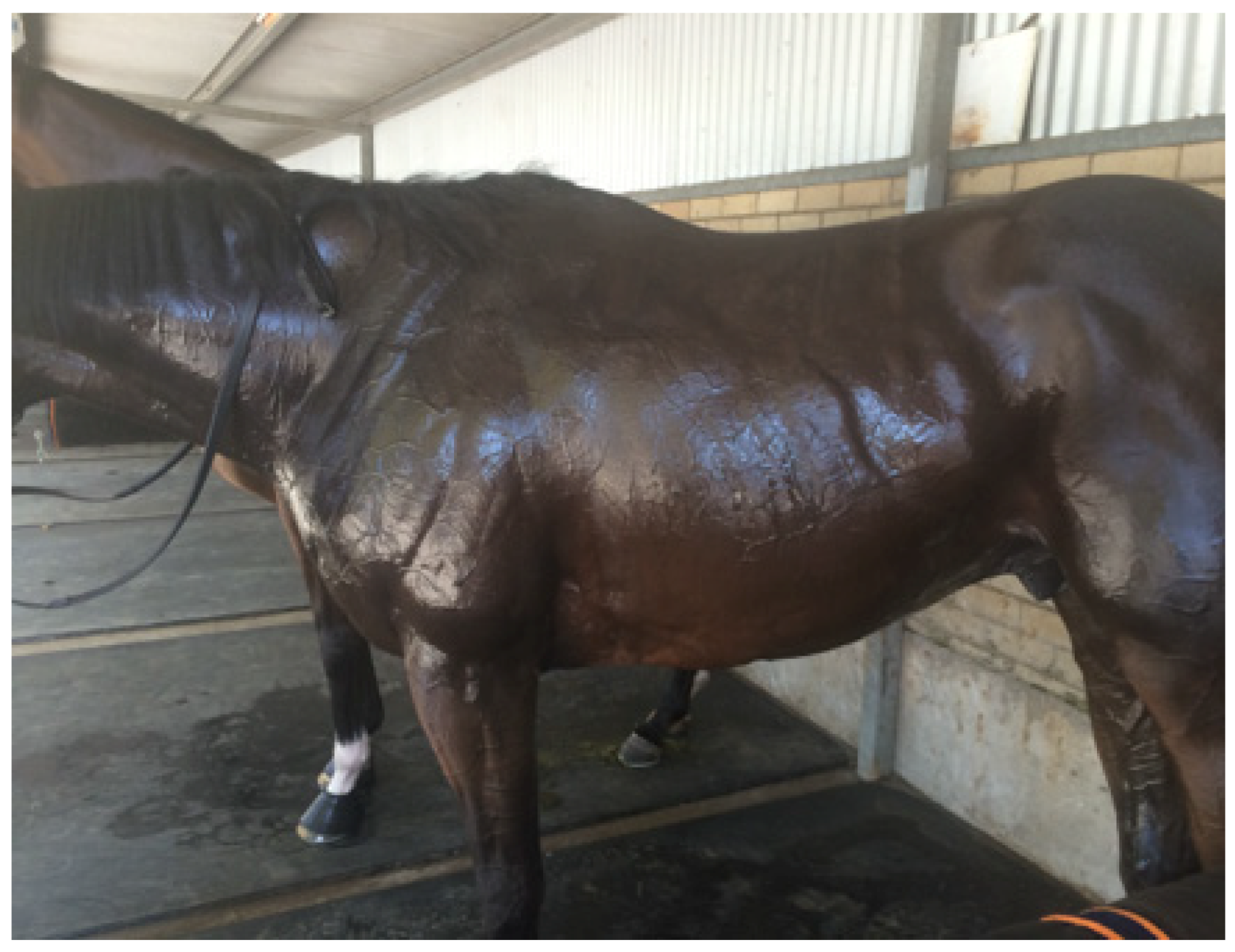 Animals 13 00610 g025 Animals 13 00610 g025