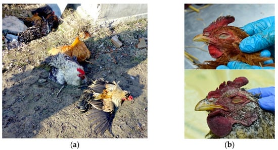 Distribution of global A) animal, B) poultry, C) wild bird H5N1