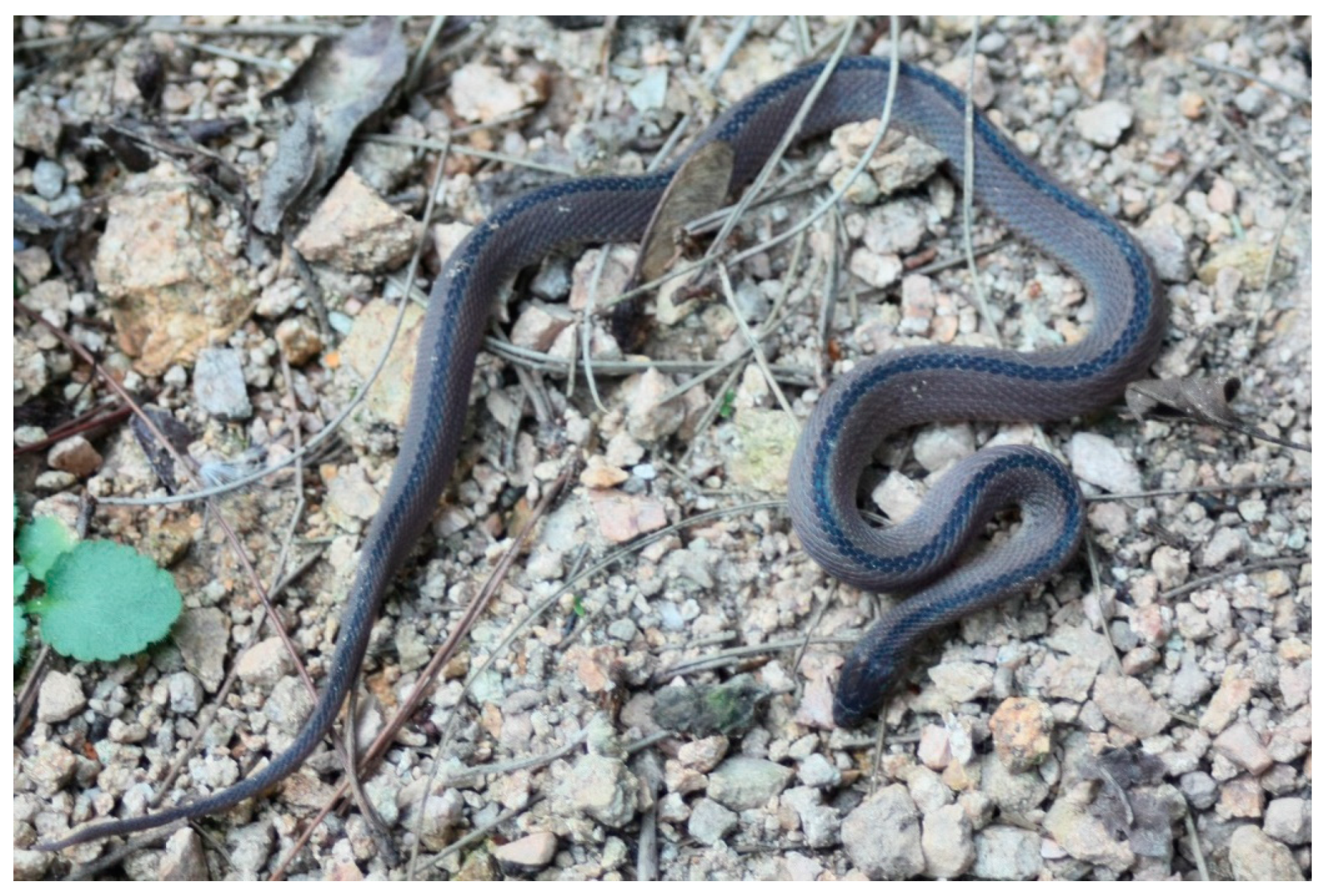 Discovery of a New Species of Enigmatic Odd-Scaled Snake