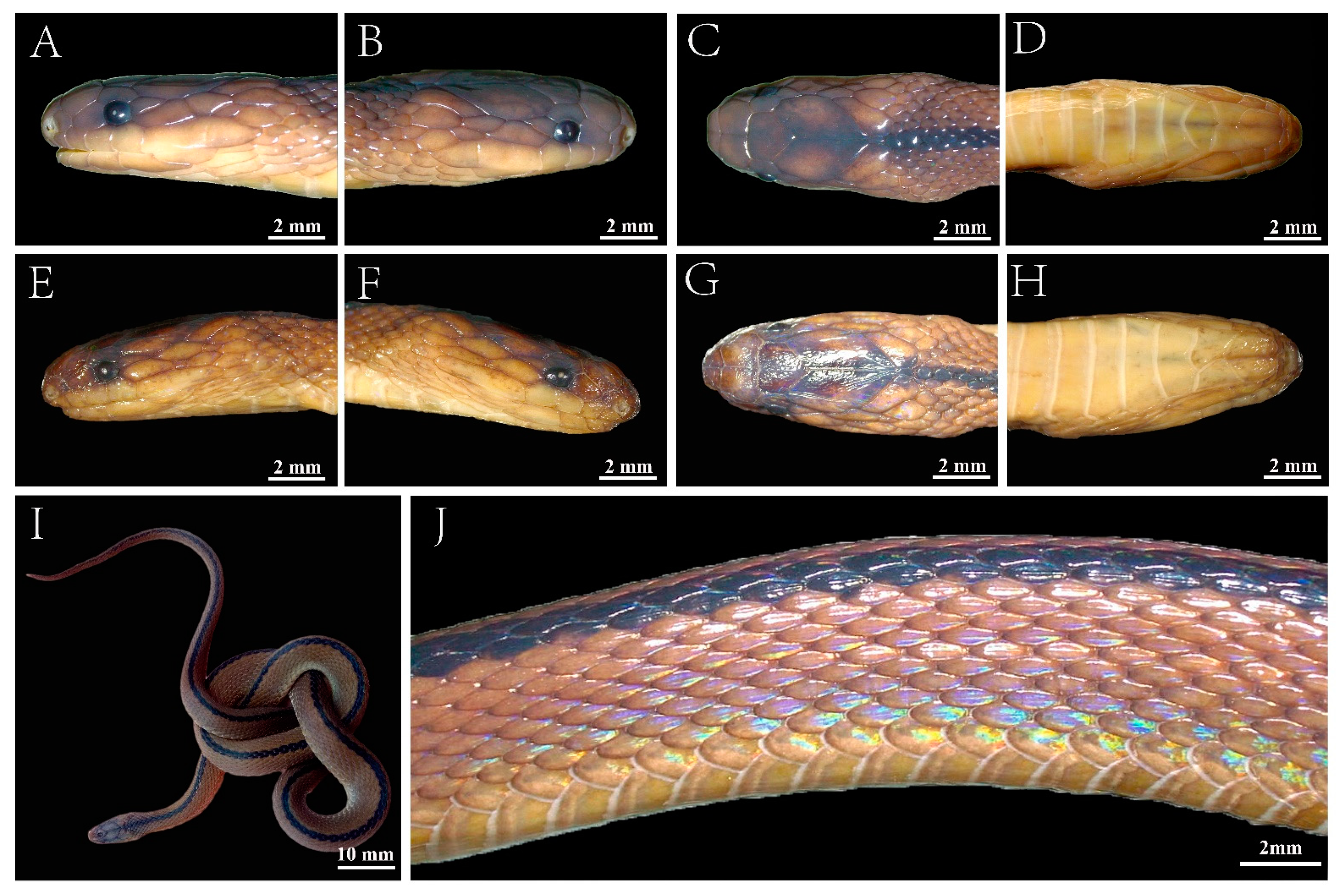 Discovery of a New Species of Enigmatic Odd-Scaled Snake