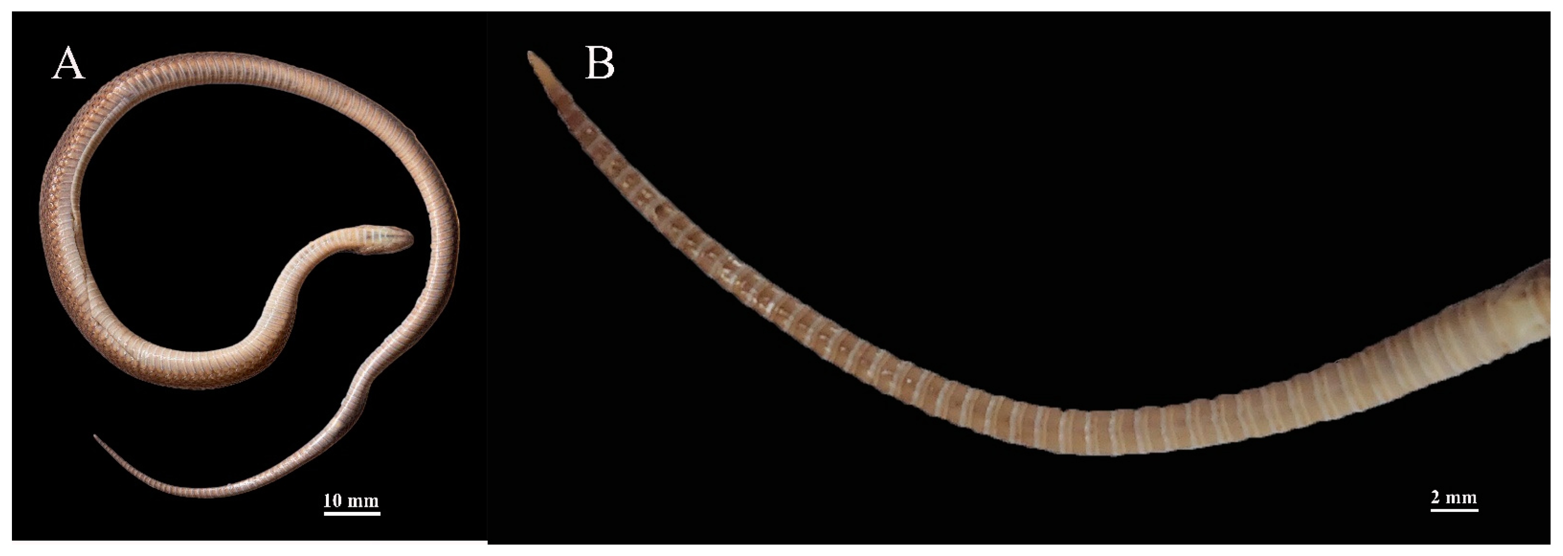 Discovery of a New Species of Enigmatic Odd-Scaled Snake