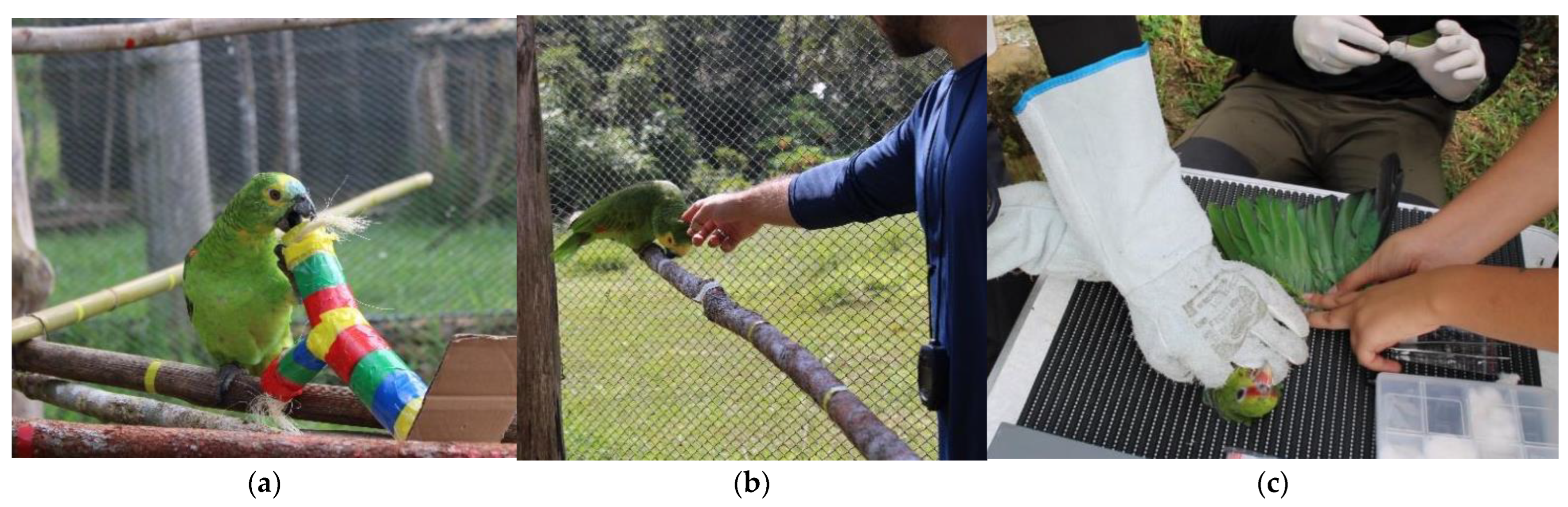 Animals | Free Full-Text | Individual Responses of Captive Amazon Parrots  to Routine Handling Can Reflect Their Temperament