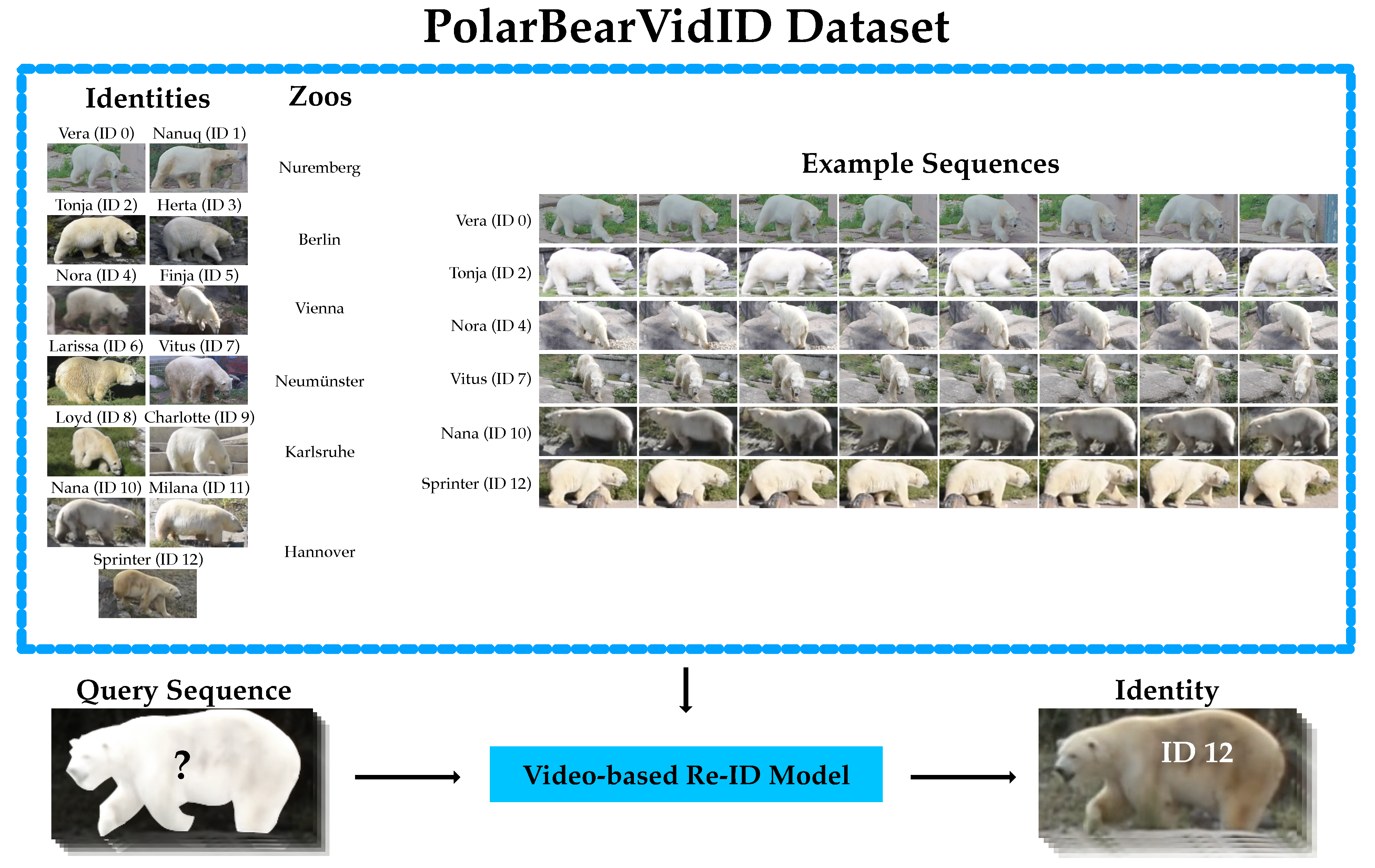 High-Tech DNA Analysis Offers Non-Invasive Solution For Polar Bear