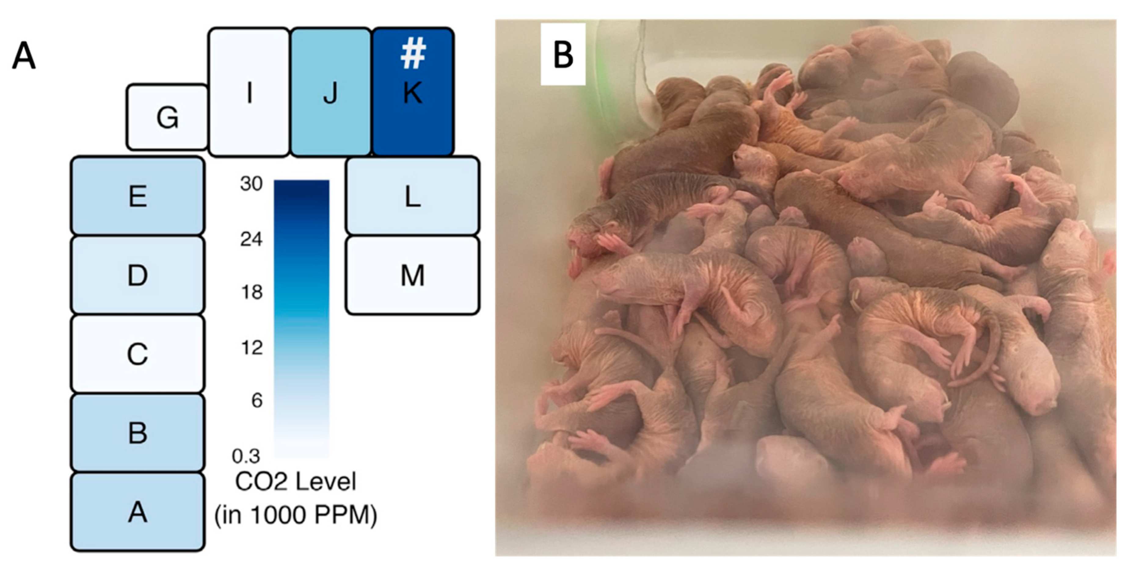 Animals 13 00819 g009 Animals 13 00819 g009