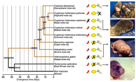 Naked mole rats can survive 18 minutes without oxygen. Here's how they do  it, Science