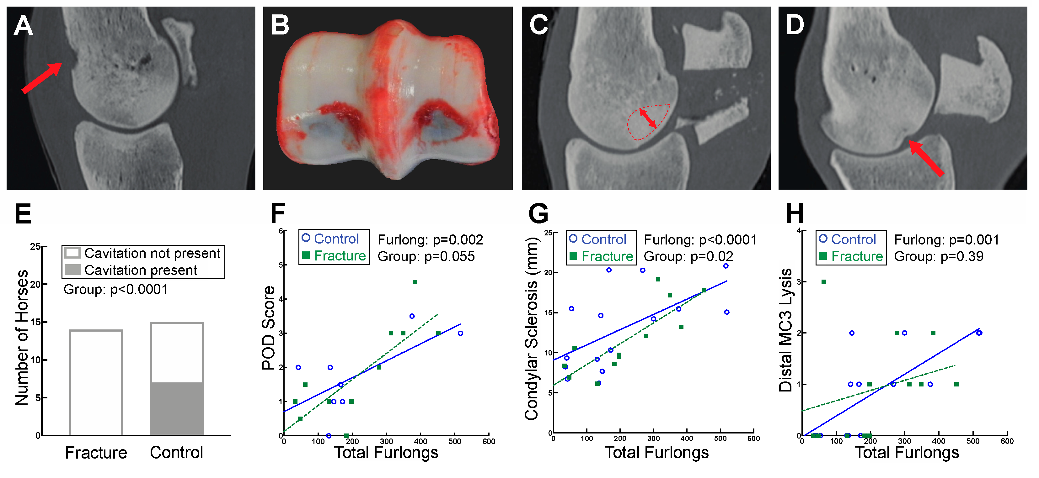 Animals | Free Full-Text | Metacarpophalangeal Joint Pathology and Bone  Mineral Density Increase with Exercise but Not with Incidence of Proximal  Sesamoid Bone Fracture in Thoroughbred Racehorses