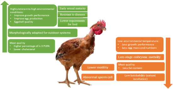 Animals Free Full Text The Naked Neck Gene in the Domestic