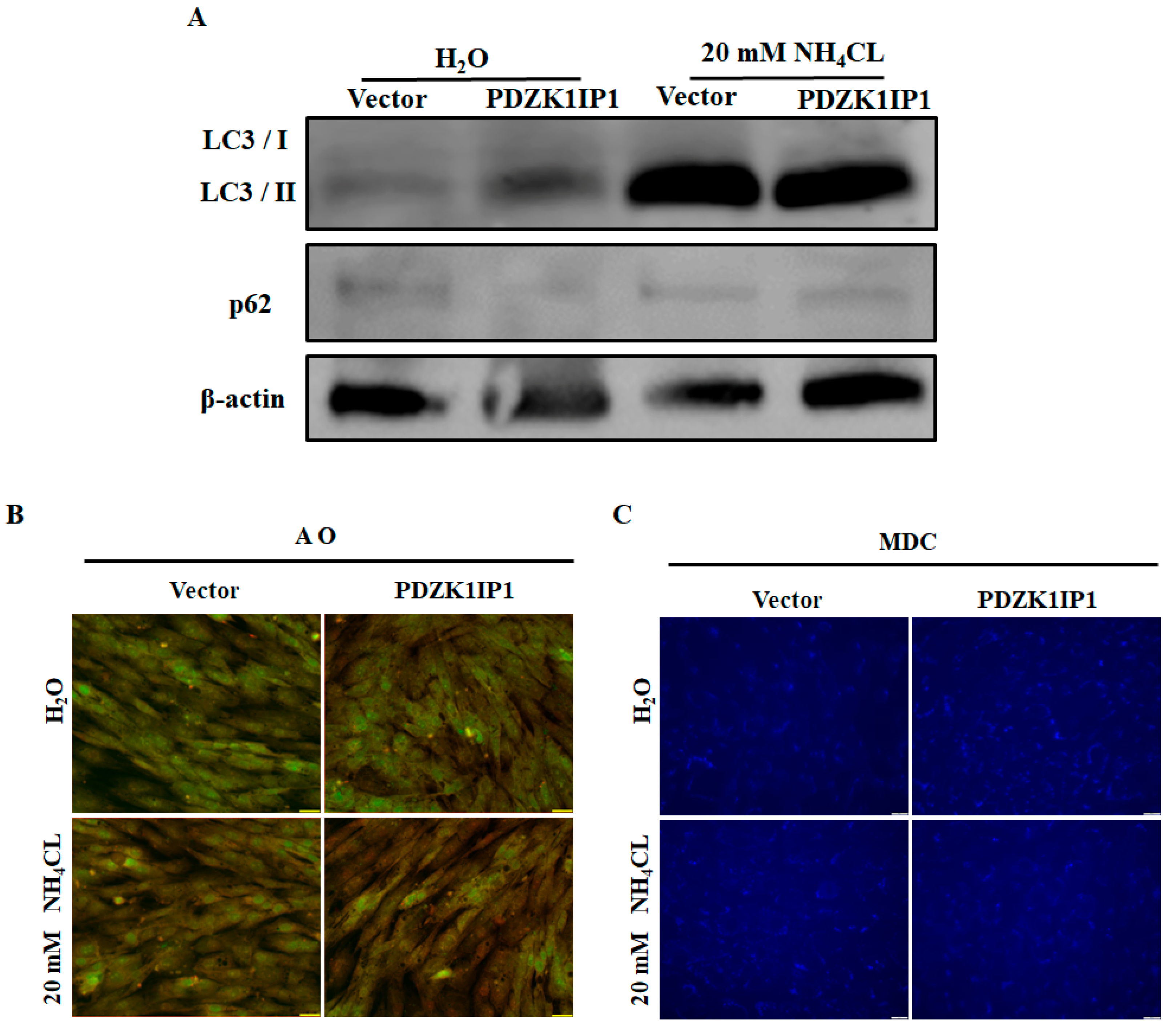 Animals 13 01046 g006
