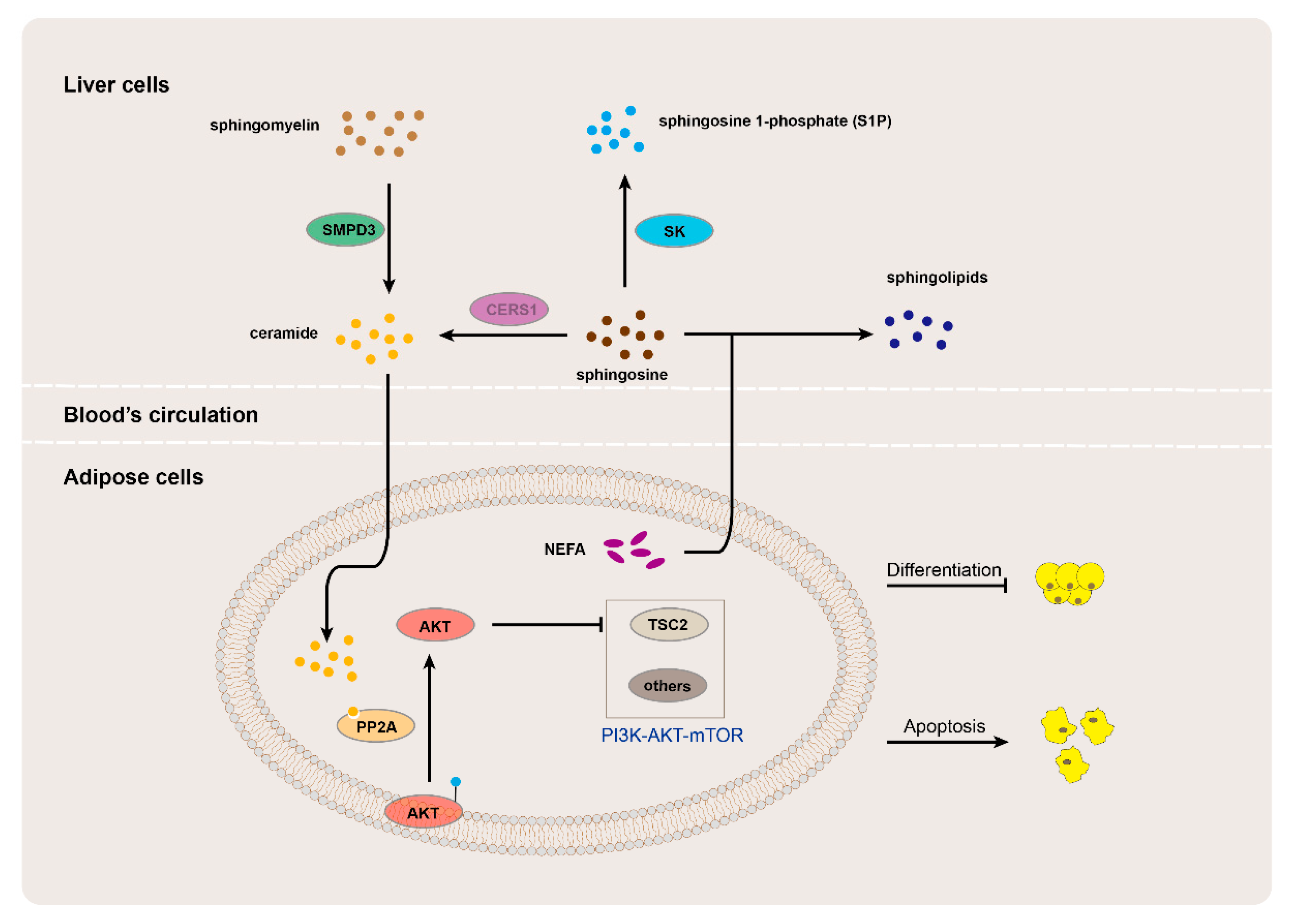 Animals 13 01060 g004