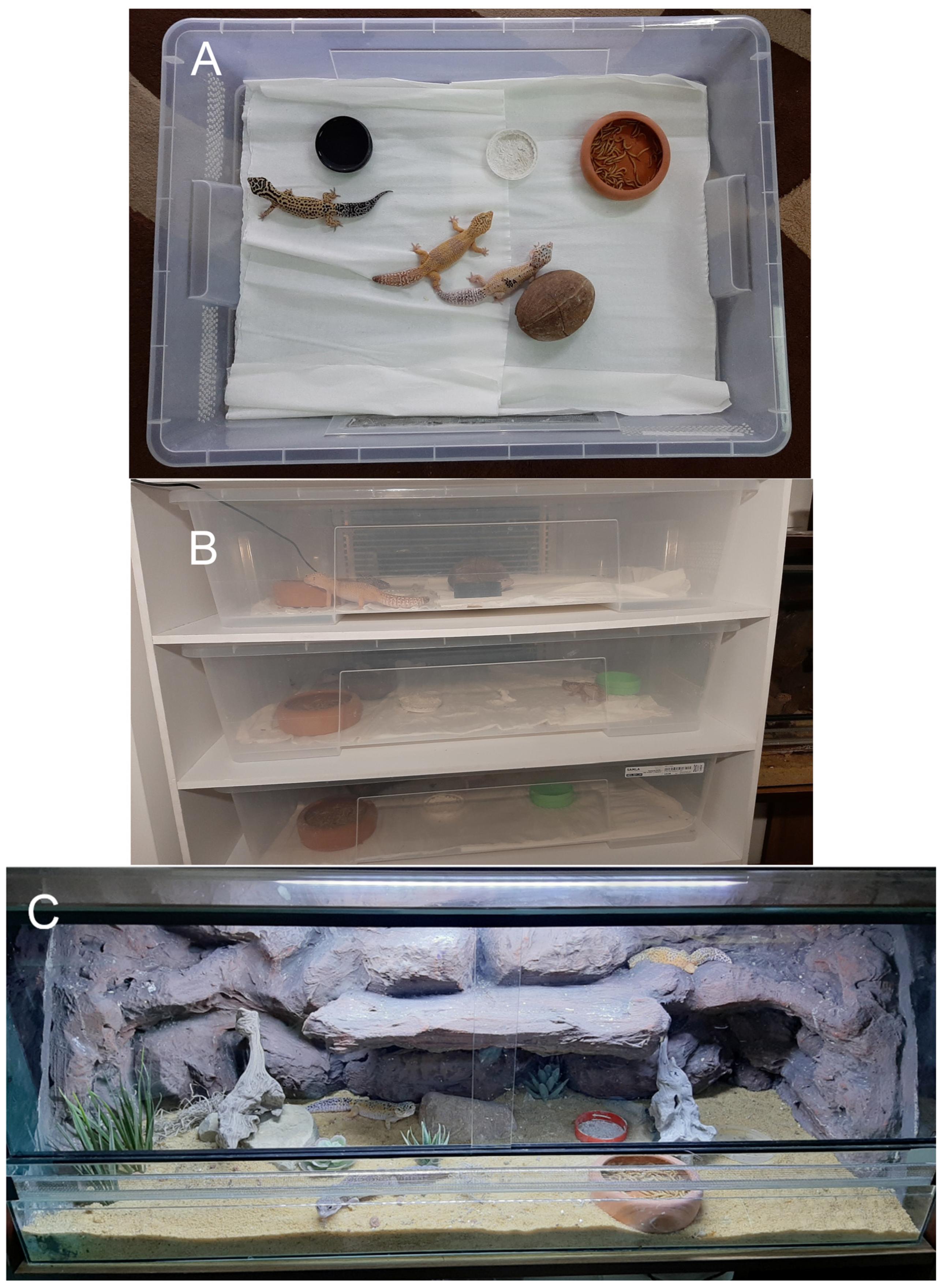Animals | Free Full-Text | The Effect of Enrichment on Leopard Geckos  (Eublepharis macularius) Housed in Two Different Maintenance Systems (Rack  System vs. Terrarium)
