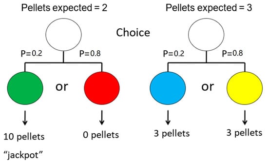 Animals Free Full Text Comparative Cognition Research