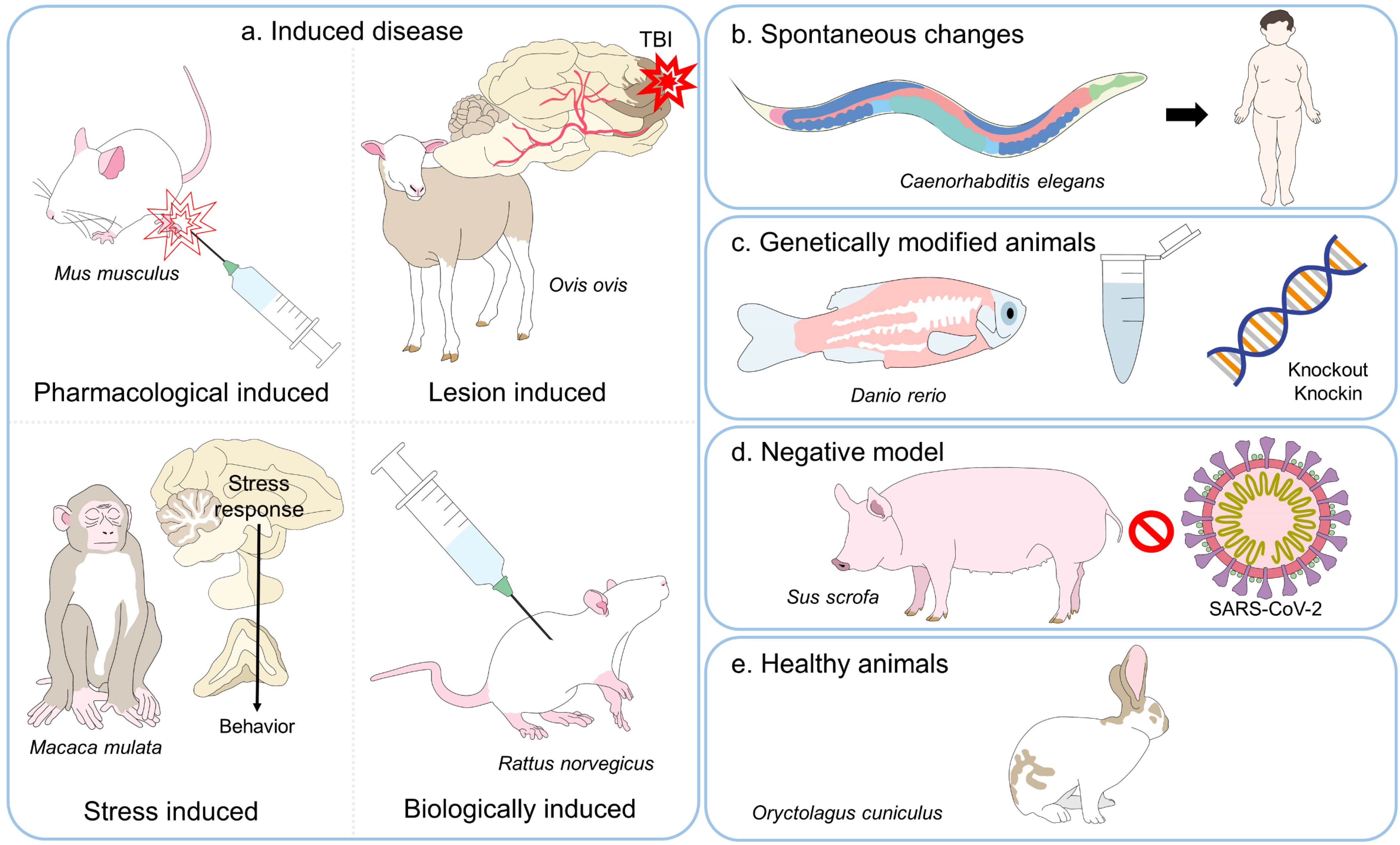 Biomedical Research On Animals