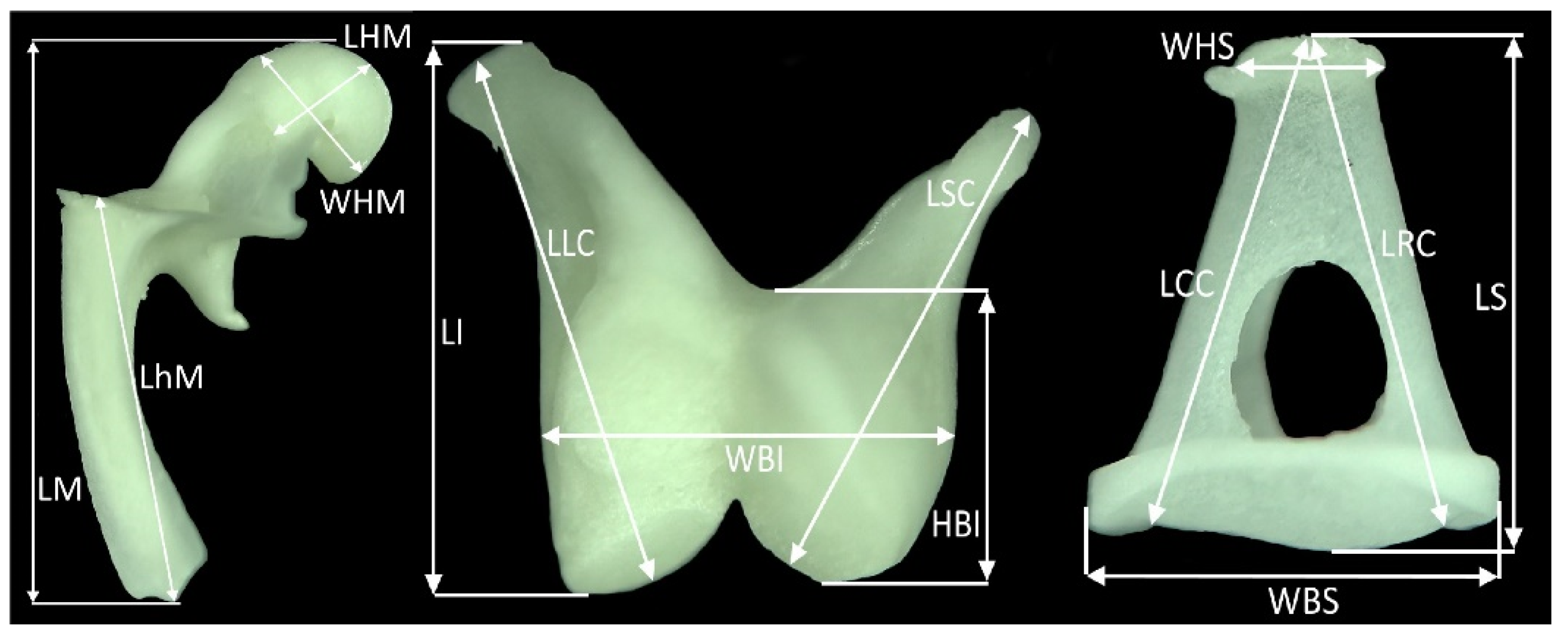 Characterization of Stapes Anatomy: Investigation of Human and