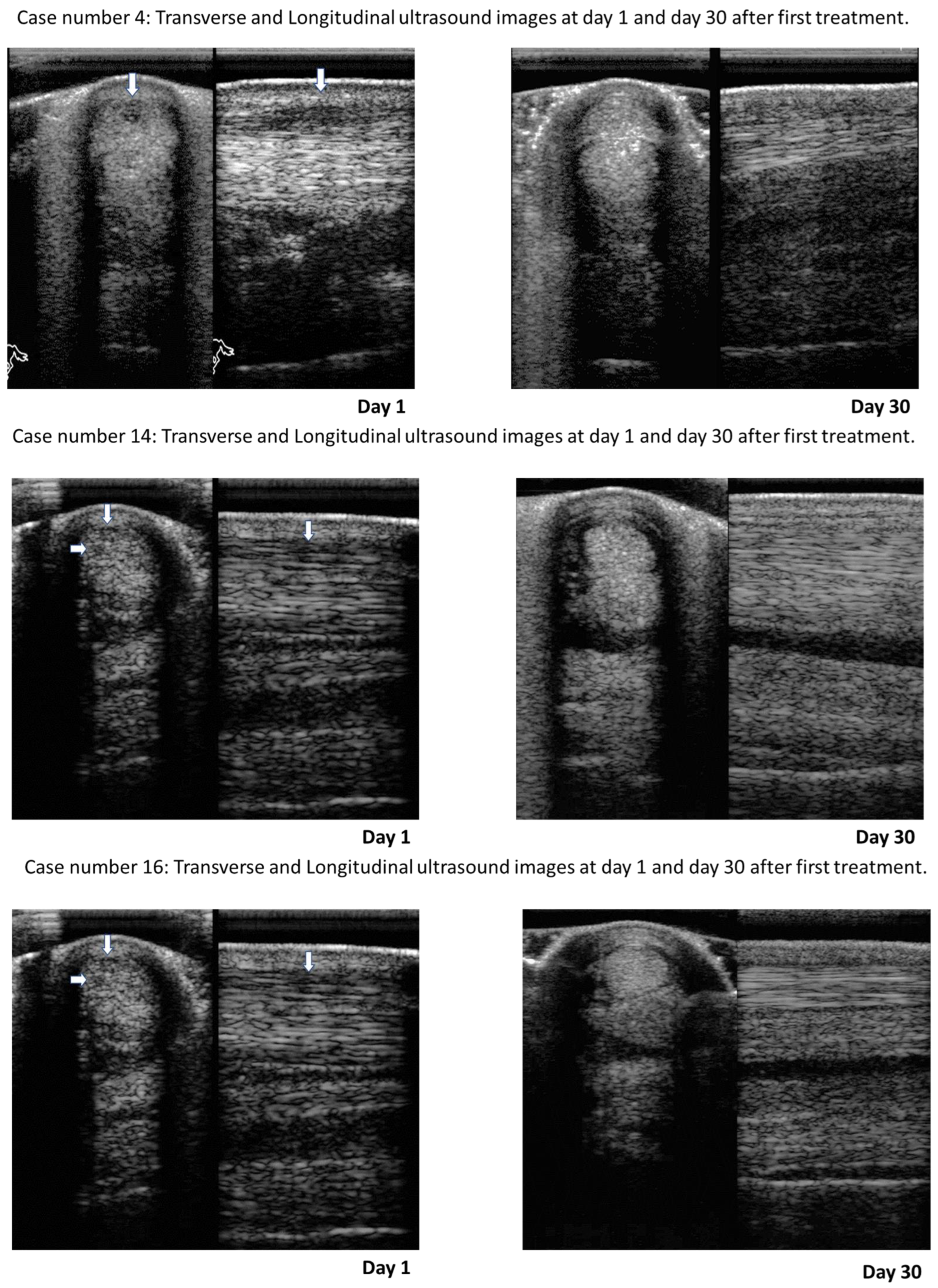 Animals | Free Full-Text | Allogenic Synovia-Derived Mesenchymal