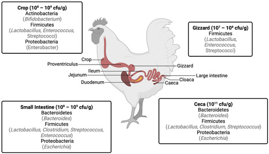 Poultry culture sanitation and hygiene . , and one looped around