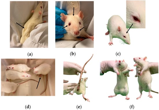 Rat vs Mouse: Pictures - Size, Poop, Behavior -How to tell difference  between Rats and Mice vs Rats — Rapid Rodent Removal