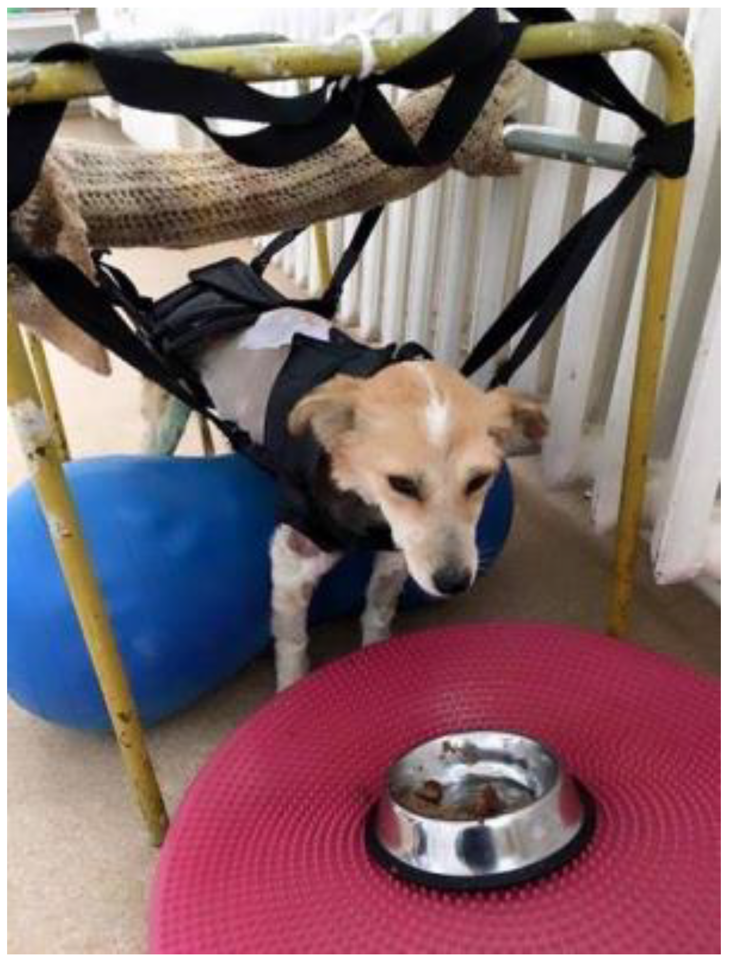 Animals | Free Full-Text | Recovery of Spinal Walking in Paraplegic Dogs  Using Physiotherapy and Supportive Devices to Maintain the Standing Position