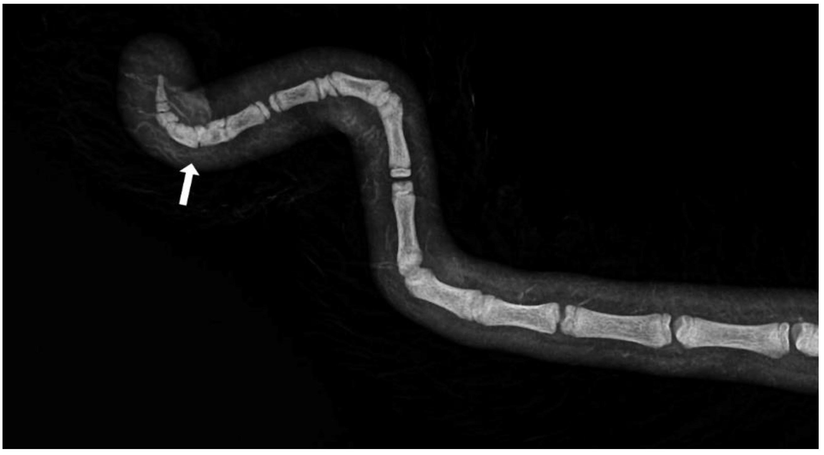 Animals 13 01419 g004