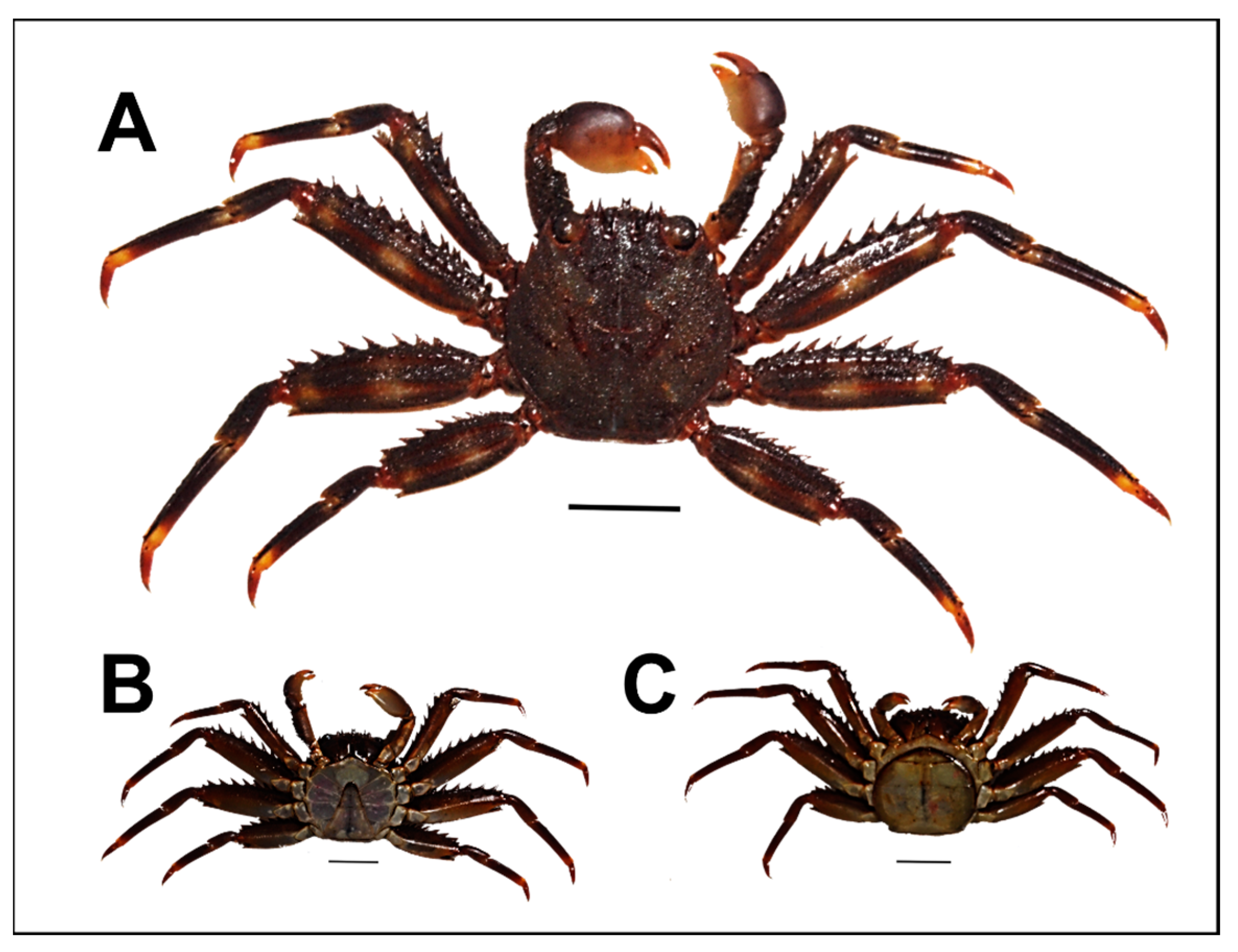 Animals 13 01427 g001 Animals 13 01427 g001