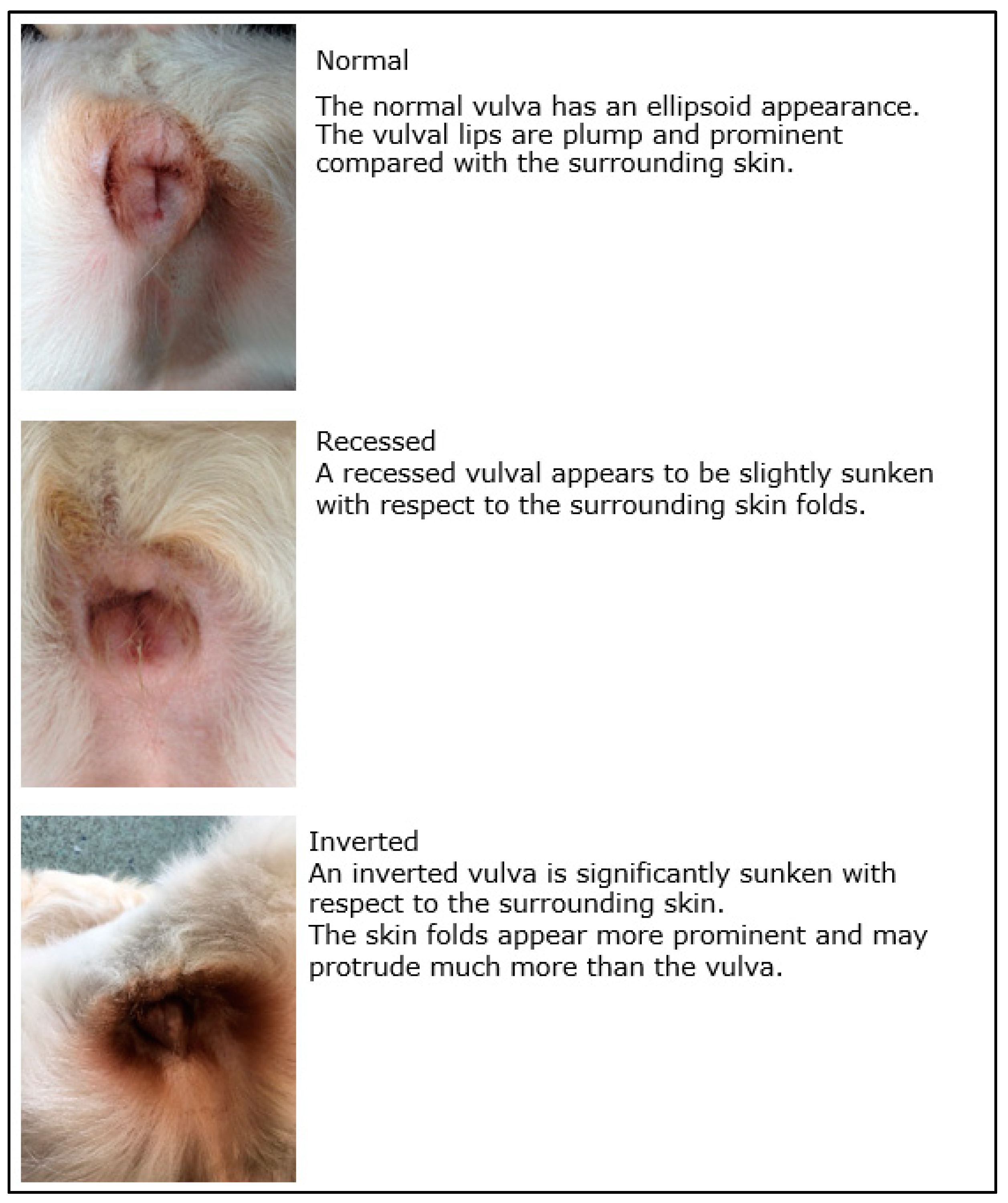 Inverted vulva in puppies vs normal