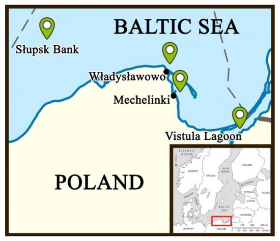 Meet Baltic Flounder, First Fish Species Endemic to Baltic Sea