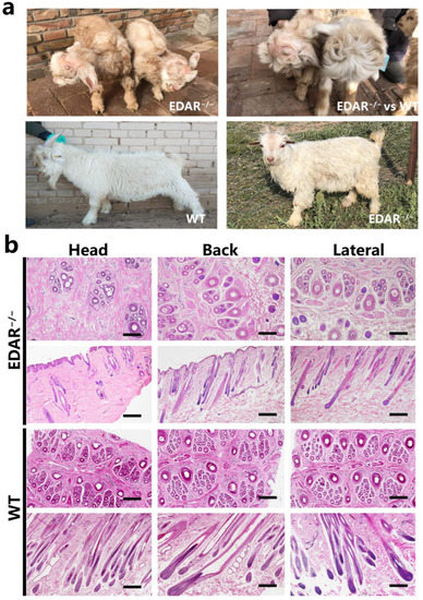Animals | Free Full-Text | Combination of Transcriptomics and Proteomics  Reveals Differentially Expressed Genes and Proteins in the Skin of EDAR Gene-Targeted  and Wildtype Cashmere Goats