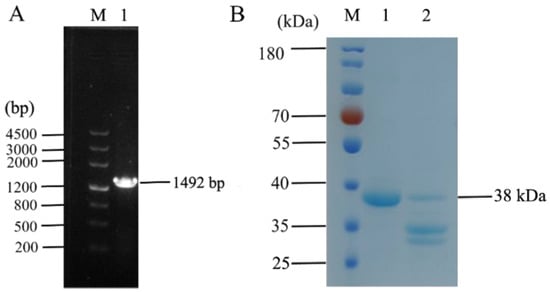 Animals | Free Full-Text | Recombinant Antimicrobial Peptide