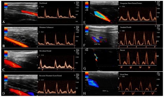 Animals | Free Full-Text | Ultrasound Evaluation of Extracranial ...