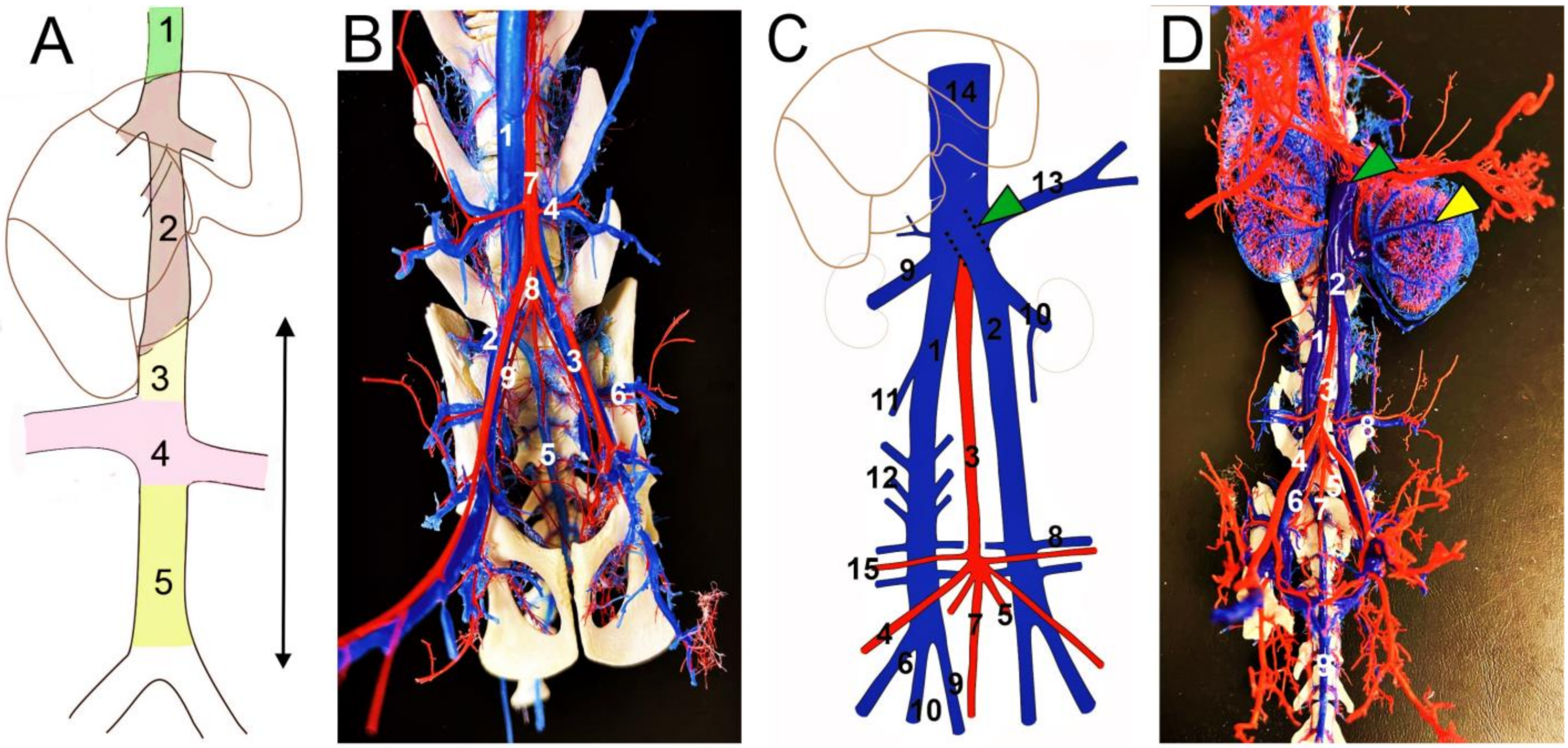 Animals | Free Full-Text | Anatomical Characteristics of Duplicated Caudal  Vena Cava in Cats&mdash;A Case Report