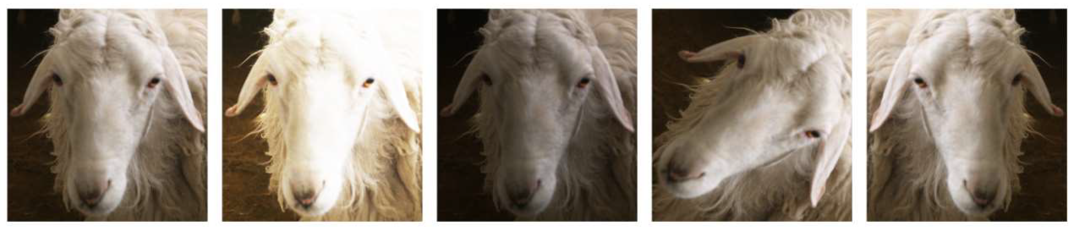 Animals 13 01824 g002 Animals 13 01824 g002