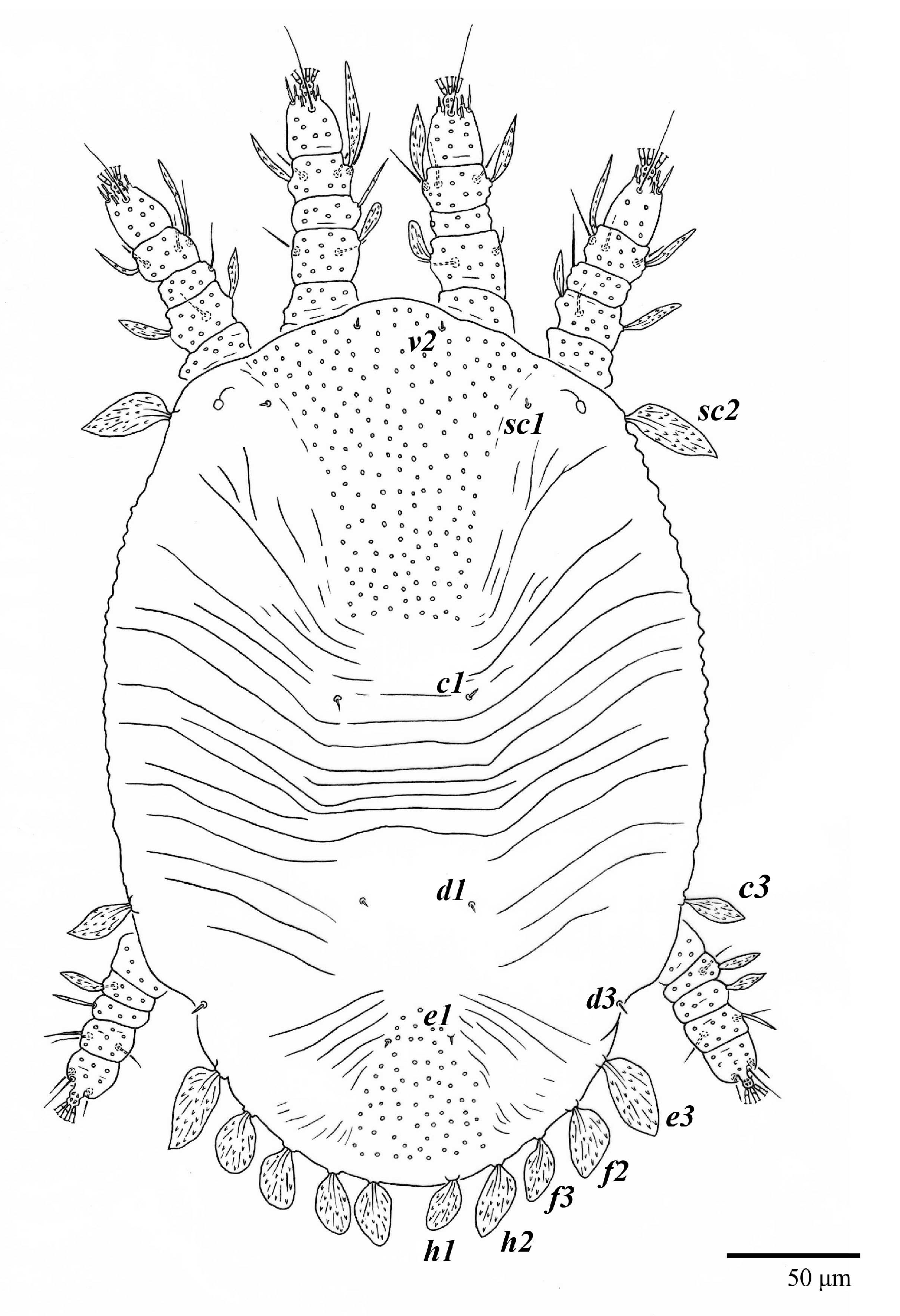 File:Muxika Usparitxa 04.jpg - Wikimedia Commons