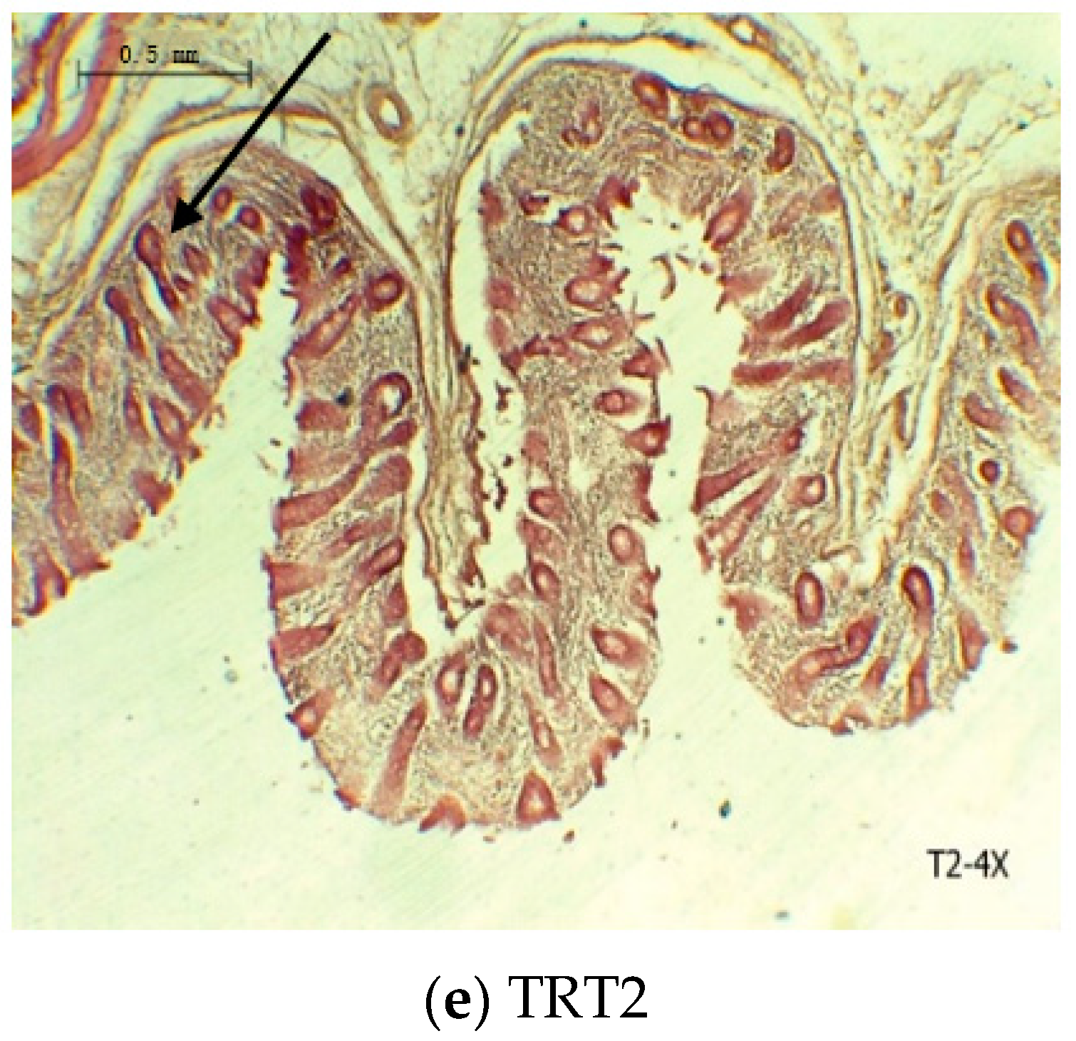 Animals 13 01915 g001b