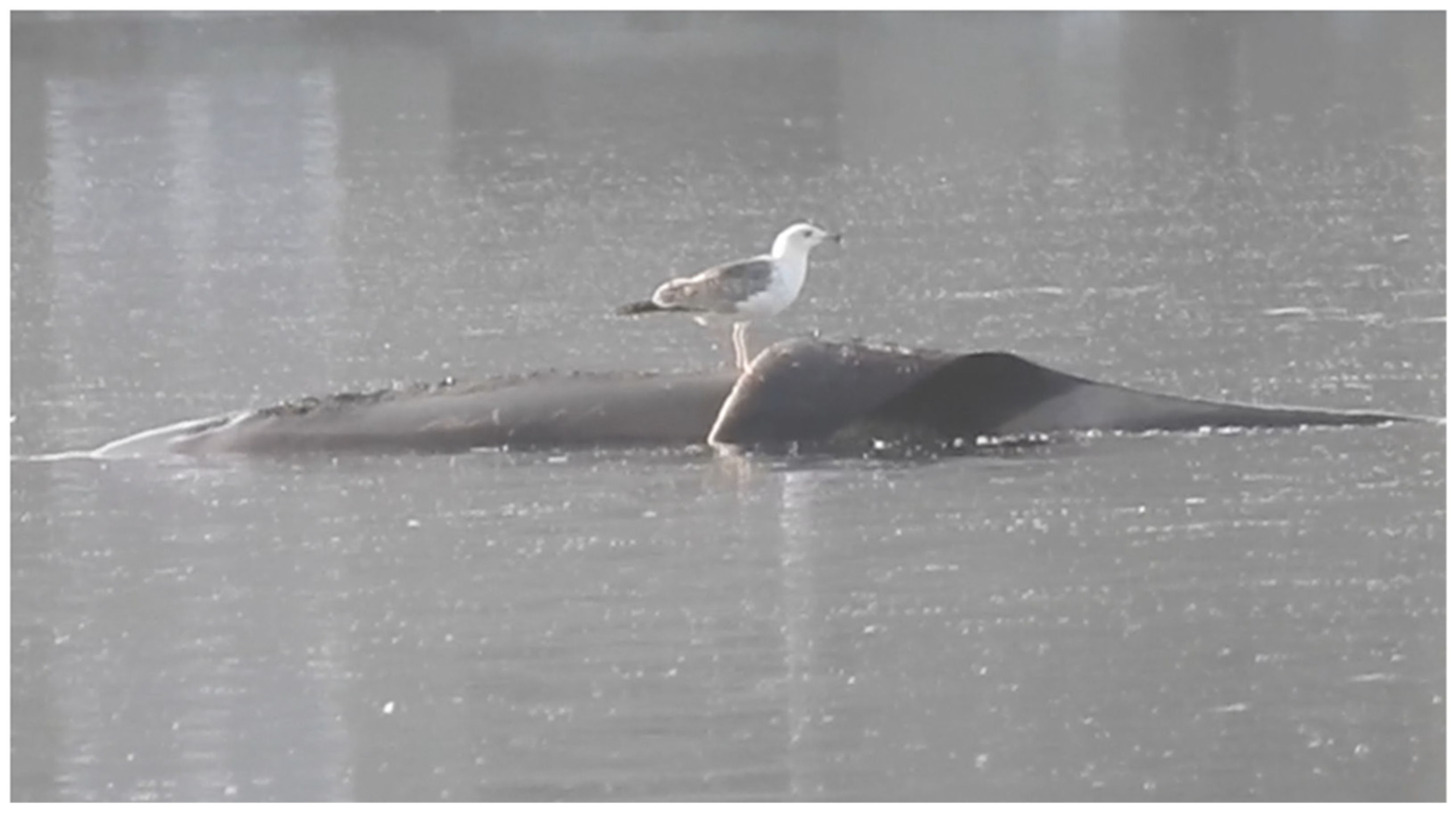 Beluga Whale Trapped in River Seine Euthanized During Rescue Mission