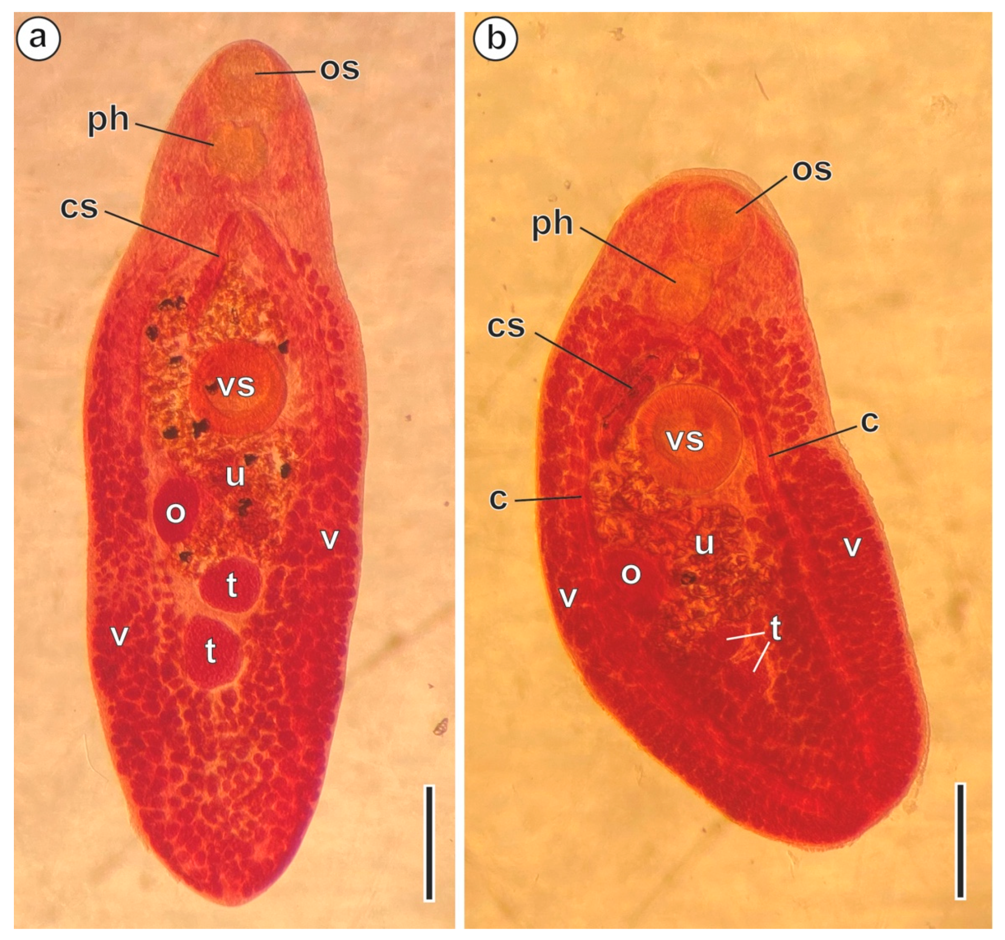 Animals | Free Full-Text | A Review of Sperm Ultrastructural Characters in  the Opecoelidae (Digenea) and Their Phylogenetic Implications, with New  Data on Peracreadium characis, a Parasite of Diplodus puntazzo in Tunisia