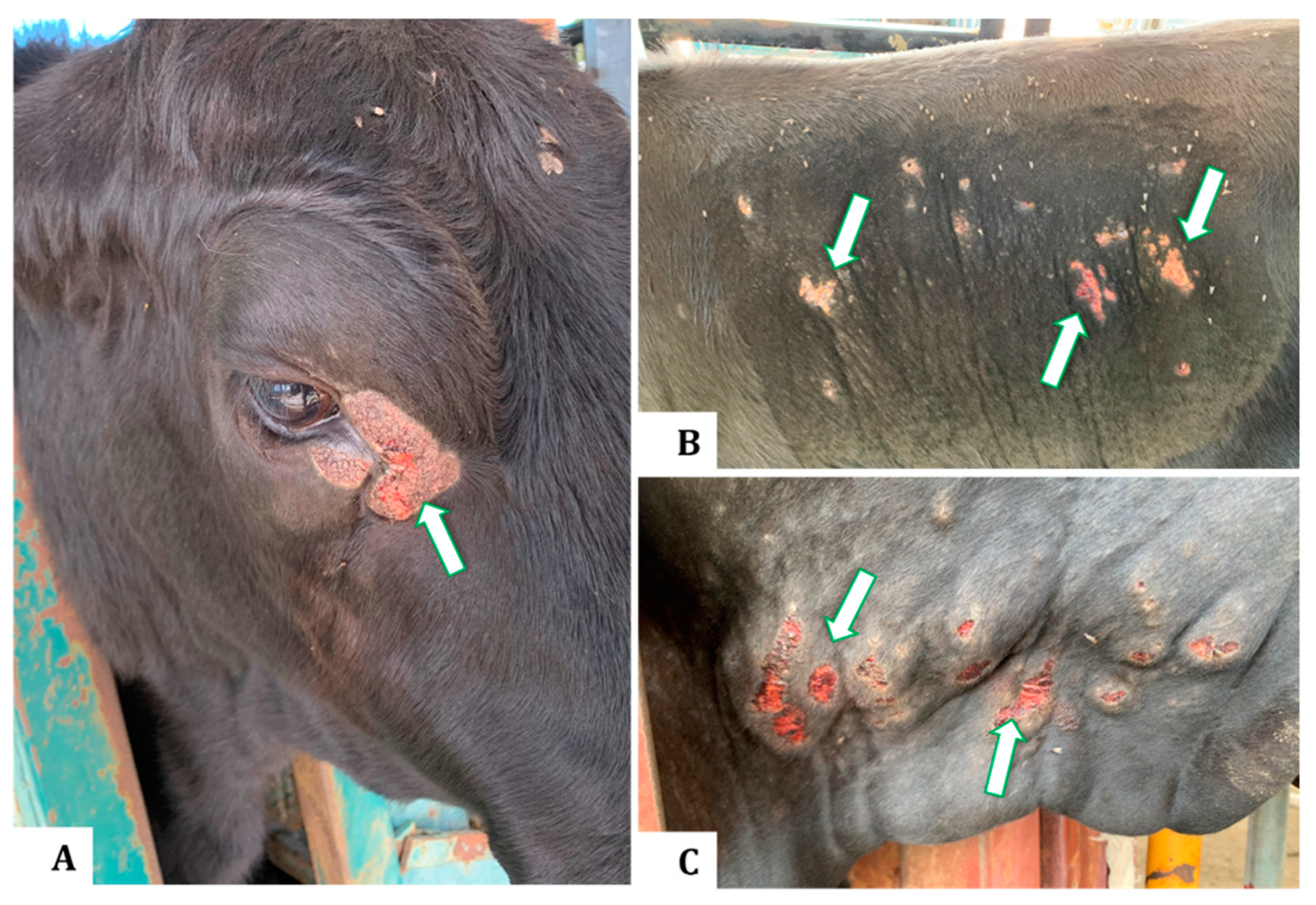 Animals | Free Full-Text | The Development of Cutaneous Lesions in  Tropically Adapted Beef Cattle Is Associated with Hypersensitive Immune  Response to Buffalo Fly Antigens