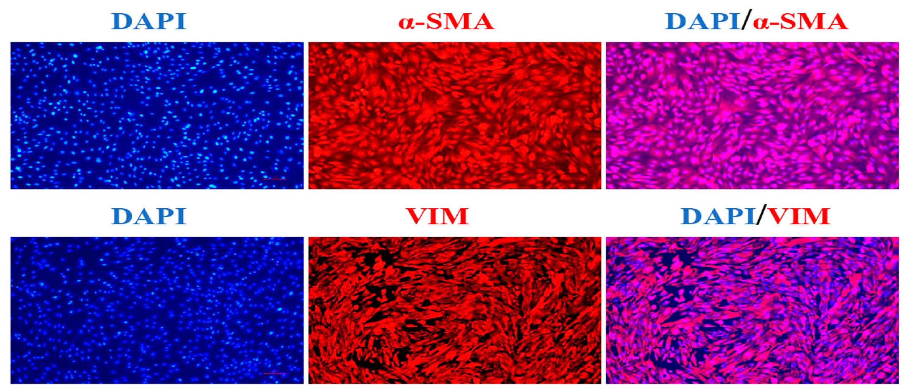 Animals 13 02033 g001 Animals 13 02033 g001