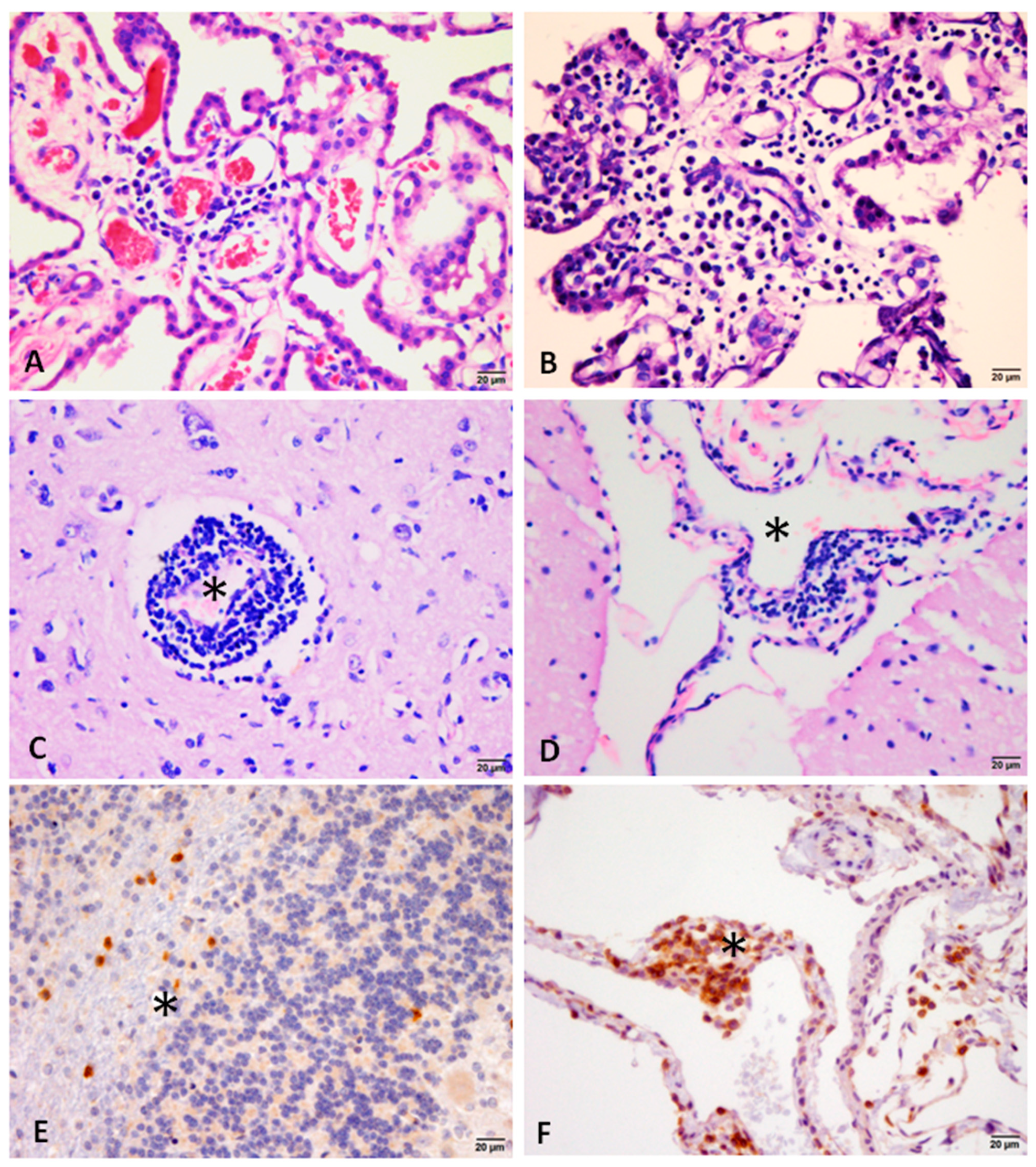 Animals 13 02060 g002