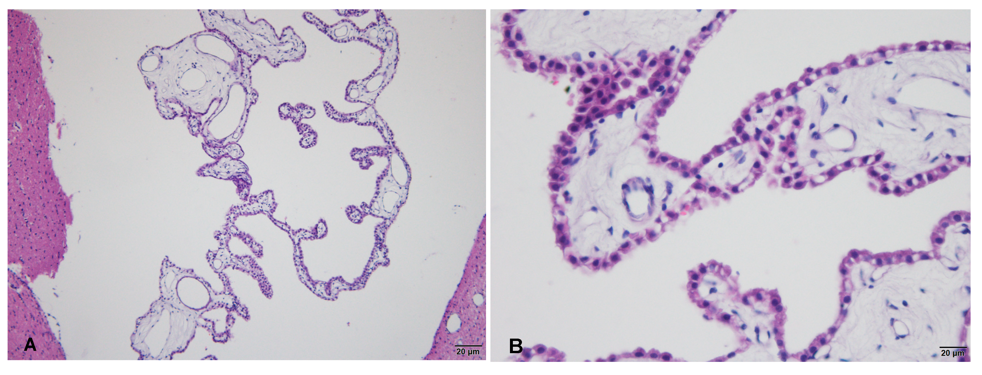 Animals 13 02060 g0a1