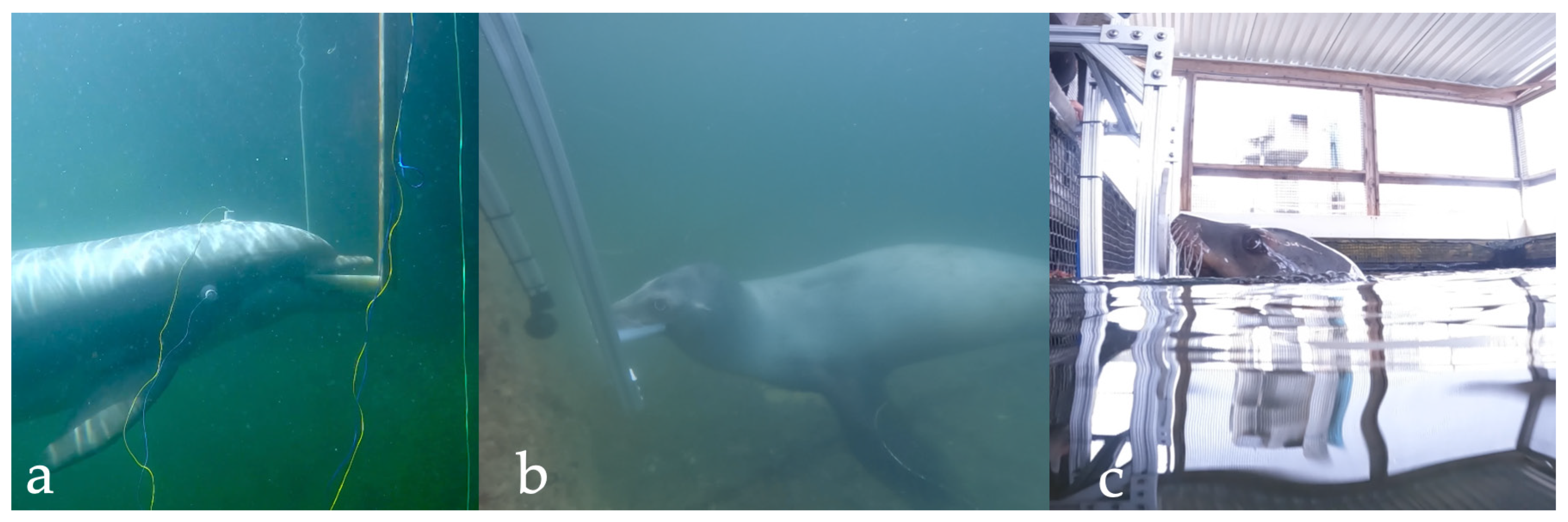 PDF) AQUATIC MAMMALS BIOACOUSTICS IN LATIN AMERICA: PAST, PRESENT