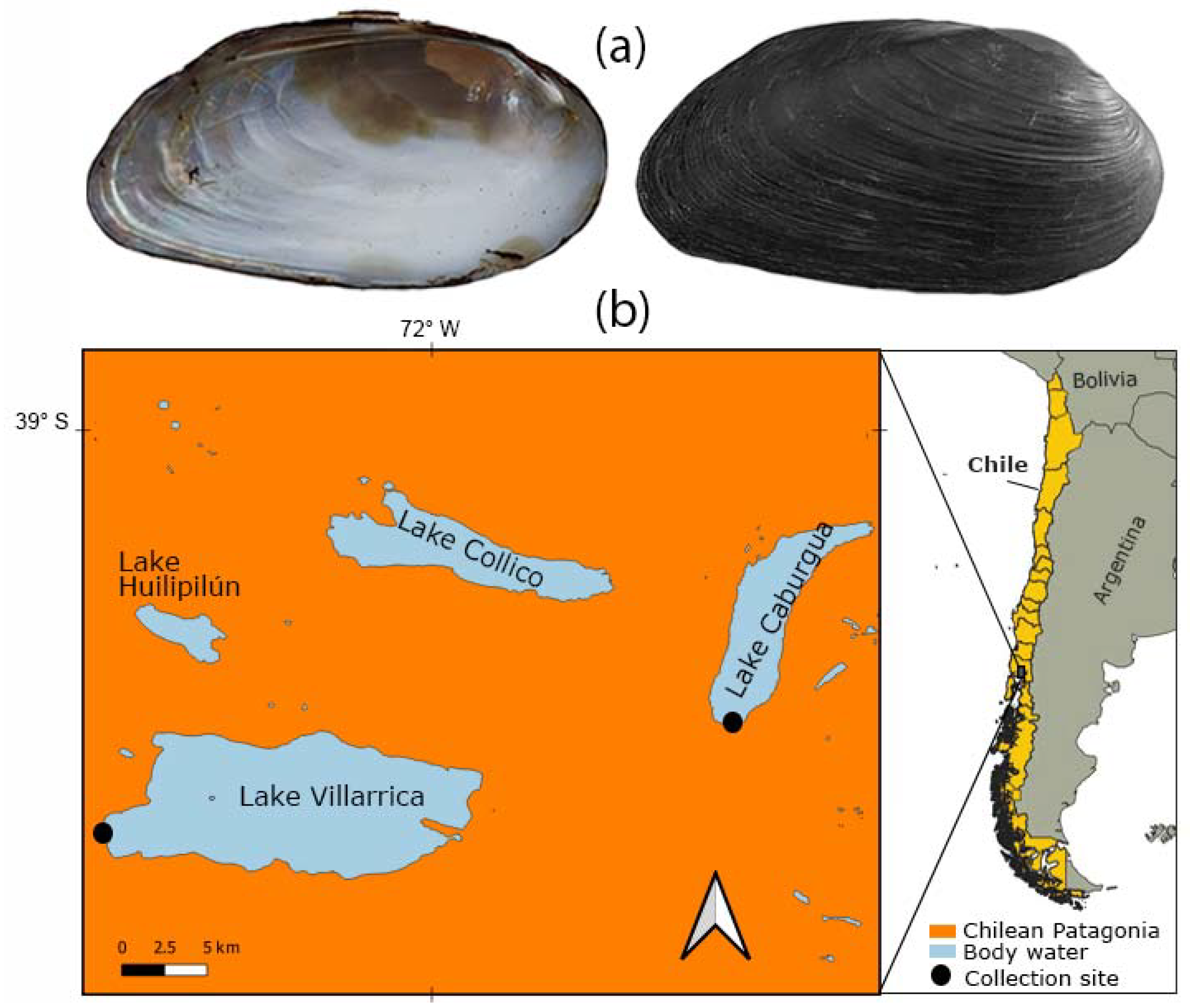 Animals | Free Full-Text | Shape, Microstructure, and Chemical Composition  of Pearls from the Freshwater Clam Diplodon chilensis Native to South  America