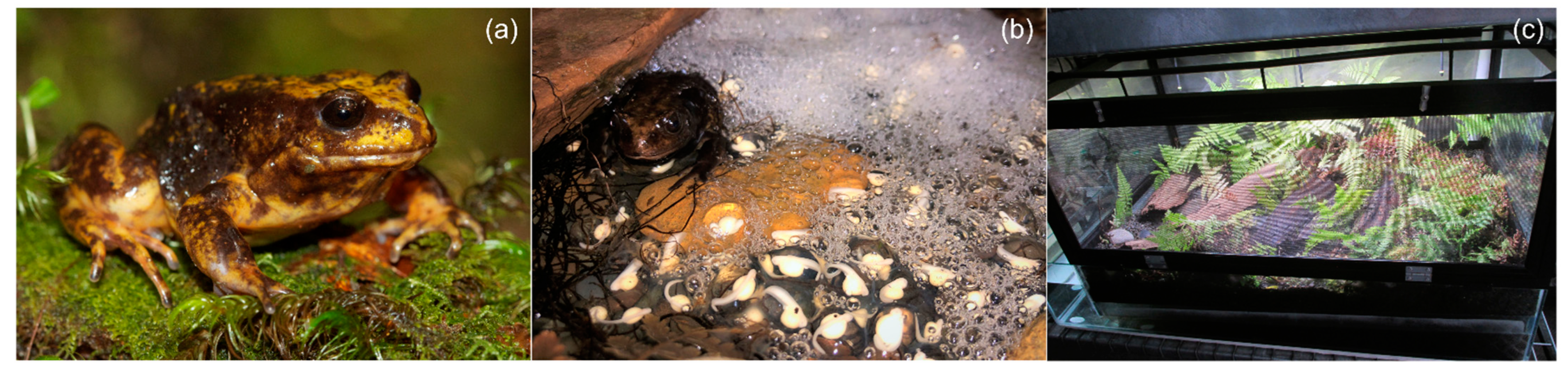 Animals 13 02232 g001