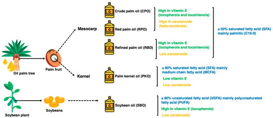 10 Amazing Benefits Of Palm Kernel Oil