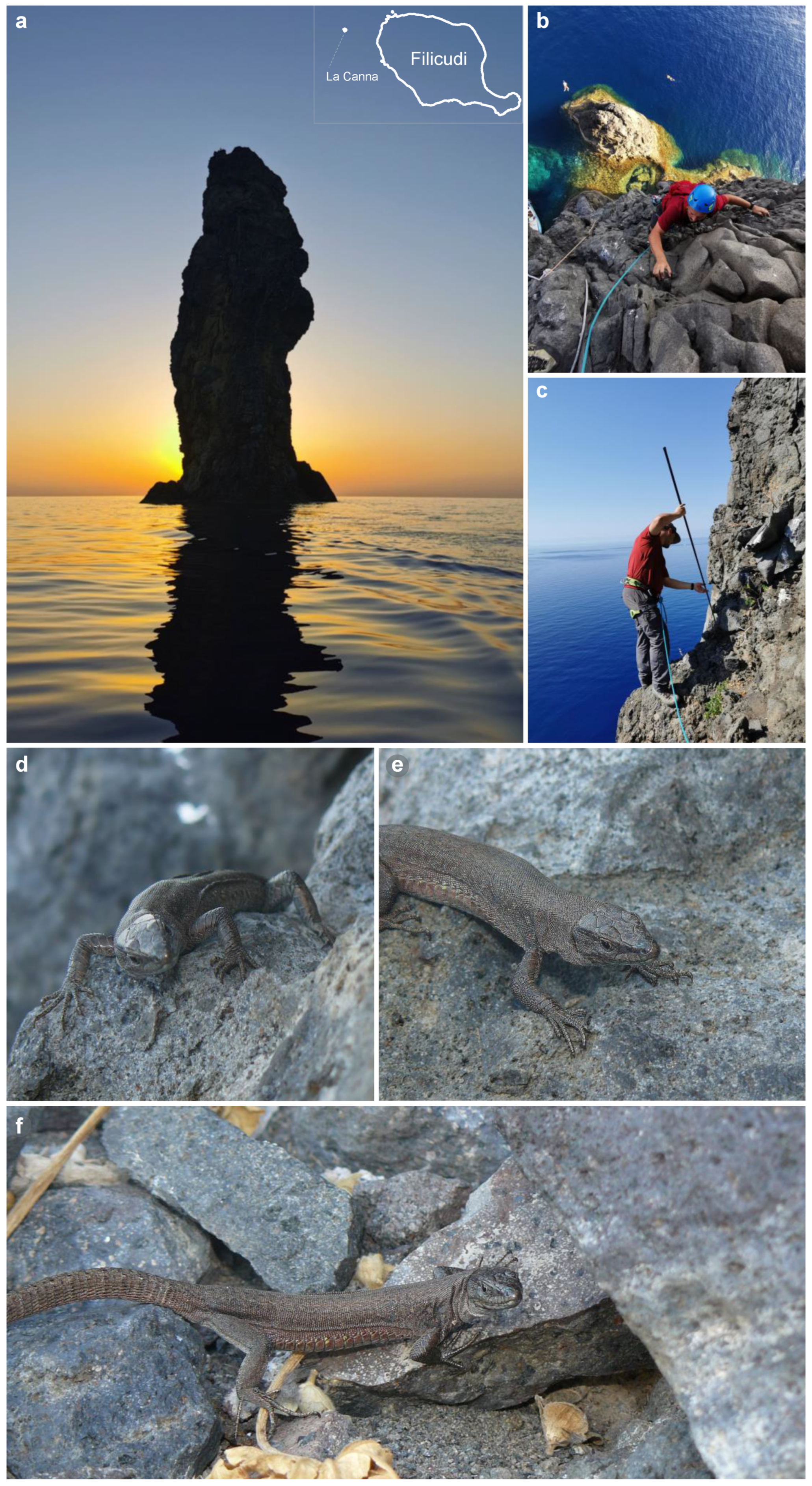 Animals | Free Full-Text | Climbing on the La Canna Volcanic Sea Stack to  Obtain First-Hand Data on the Tiniest Population of the Critically  Endangered Aeolian Wall Lizard Podarcis raffonei
