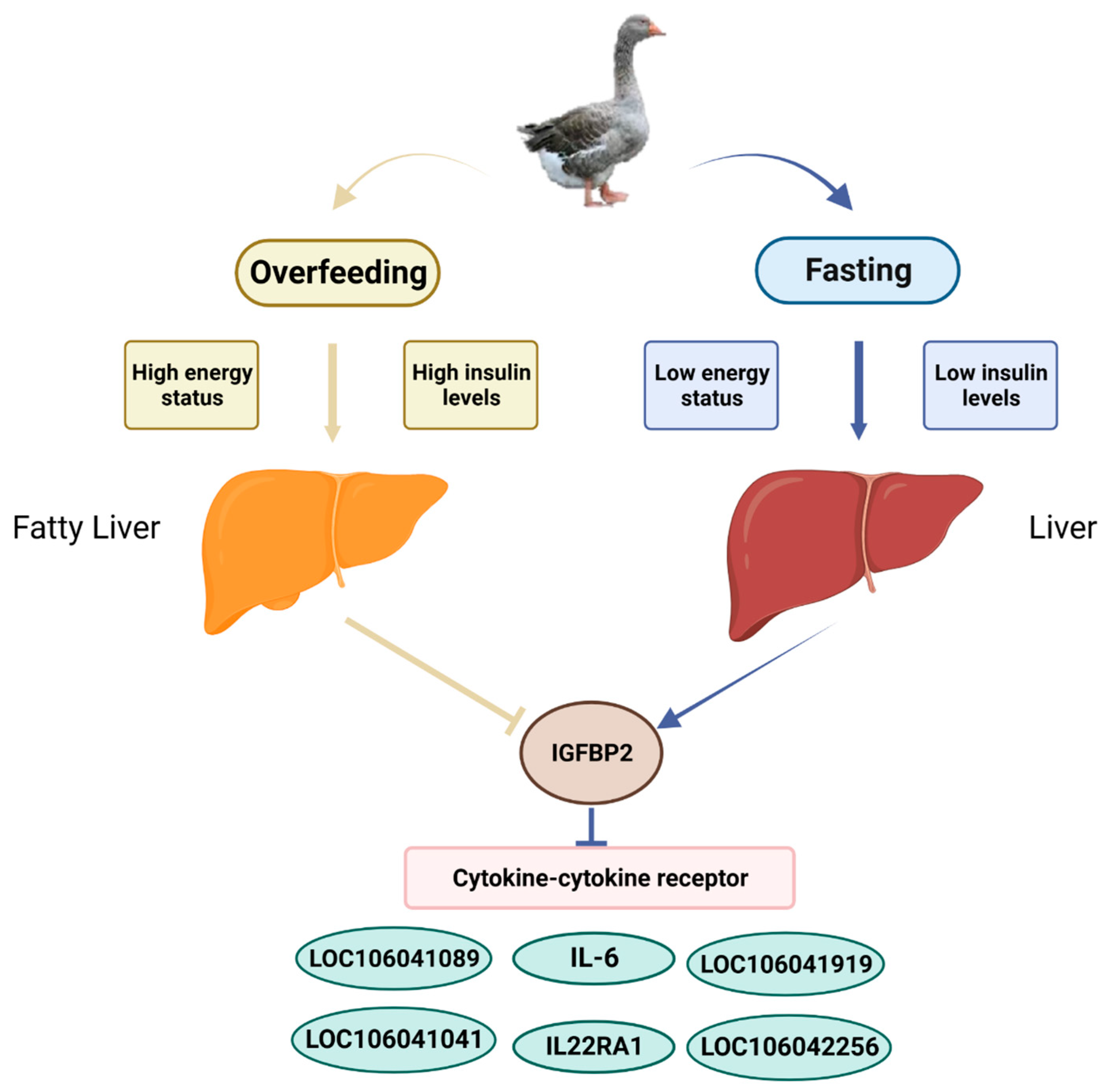 Animals 13 02336 g009