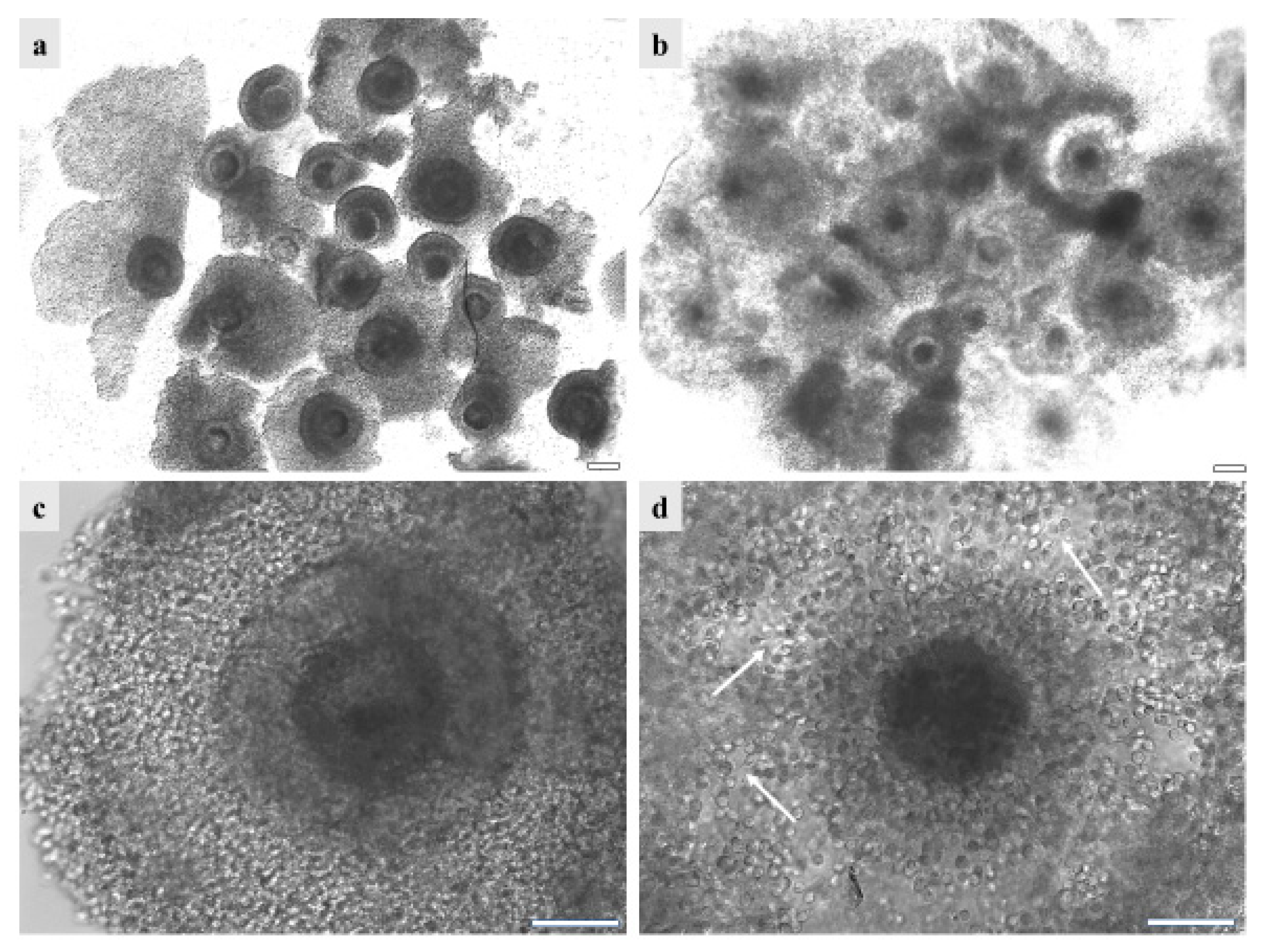 Animals 13 02371 g005