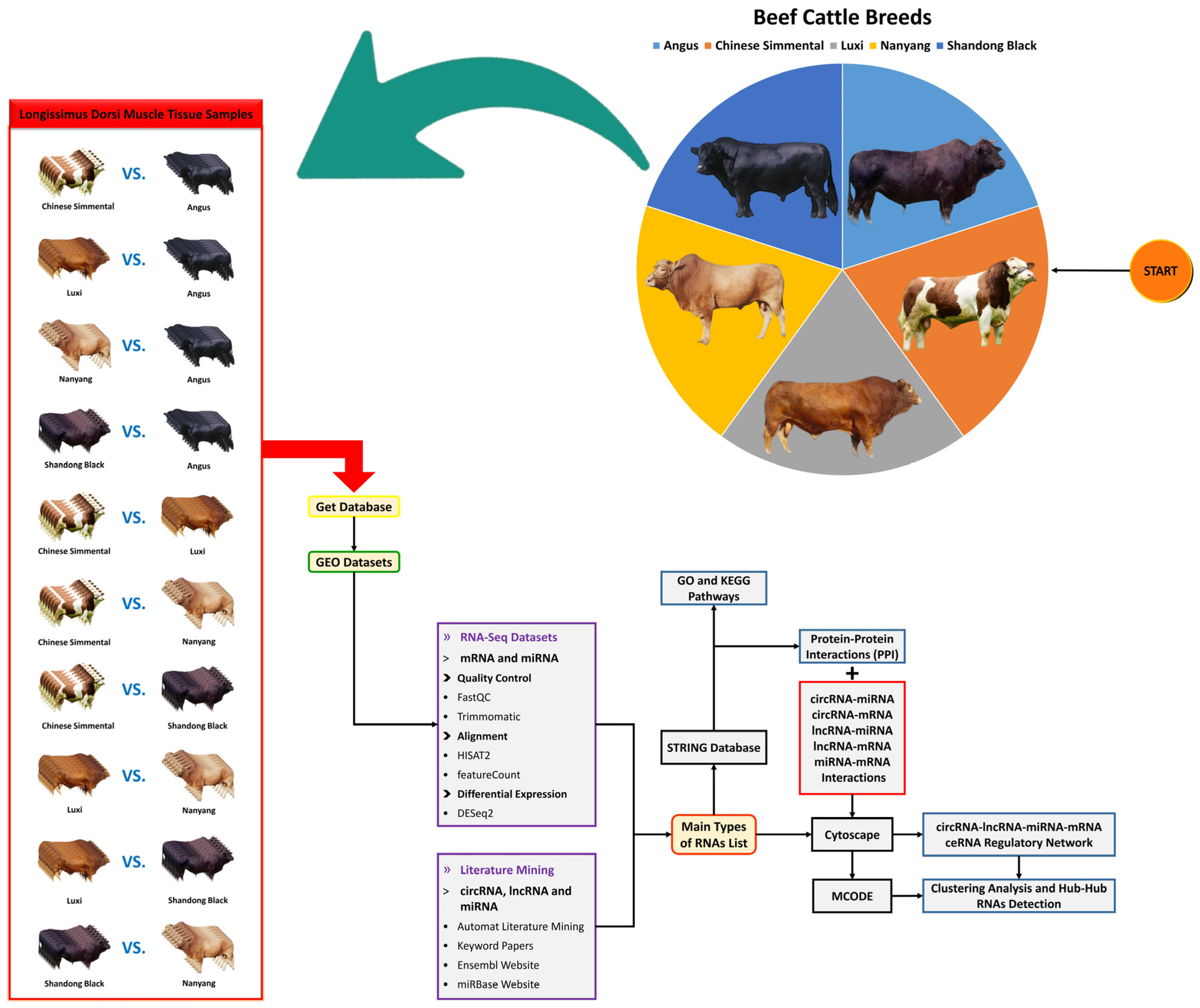 Animals | Free Full-Text | Integrated Comparative Transcriptome and  circRNA-lncRNA-miRNA-mRNA ceRNA Regulatory Network Analyses Identify  Molecular Mechanisms Associated with Intramuscular Fat Content in Beef  Cattle