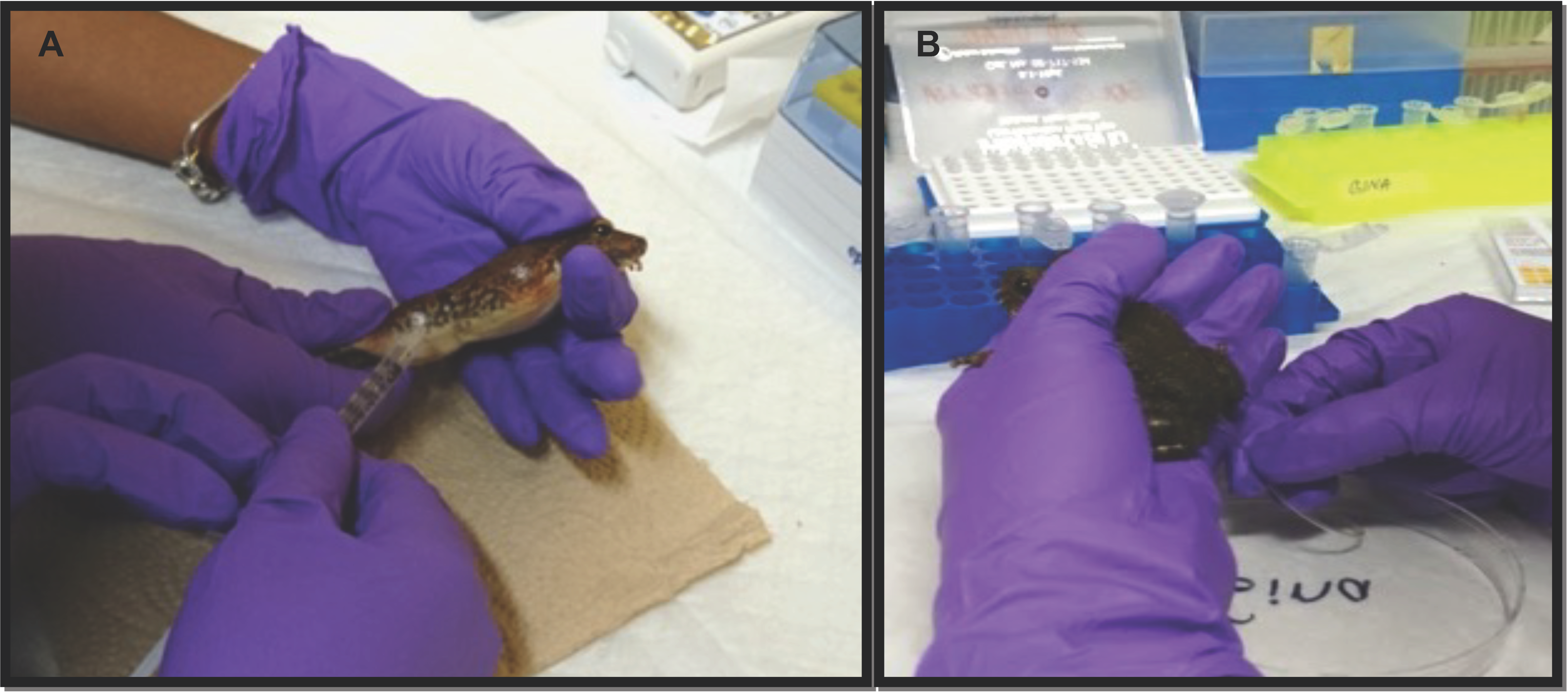 Animals 13 02689 g002 Animals 13 02689 g002